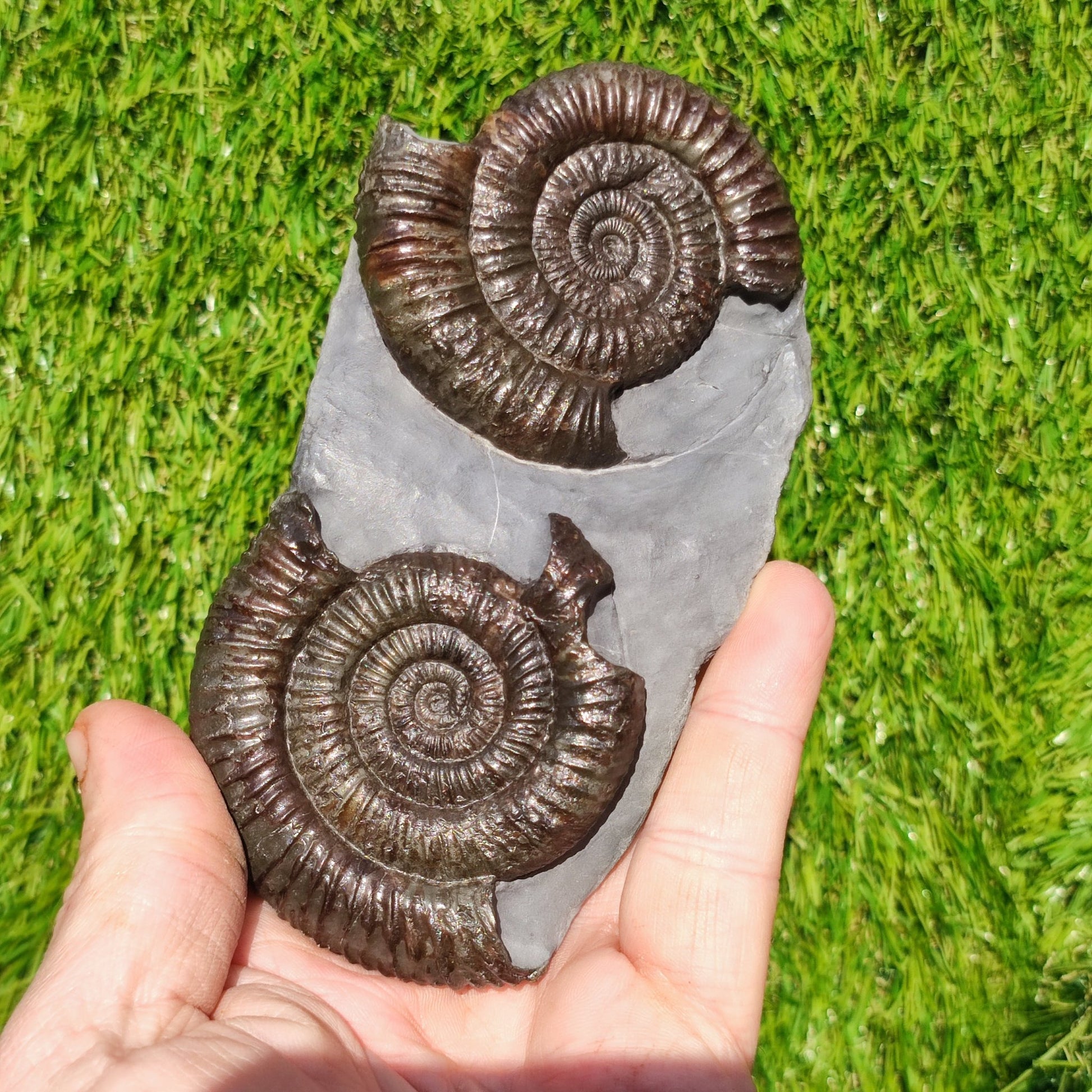 Dactylioceras ammonite fossil duo Whitby Yorkshire - North Yorkshire Fossils