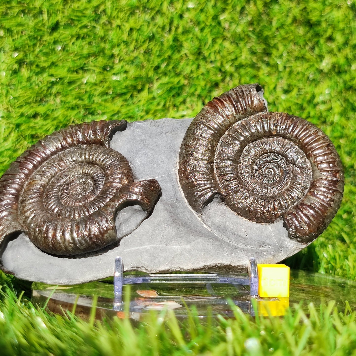 Dactylioceras ammonite fossil duo Whitby Yorkshire - North Yorkshire Fossils