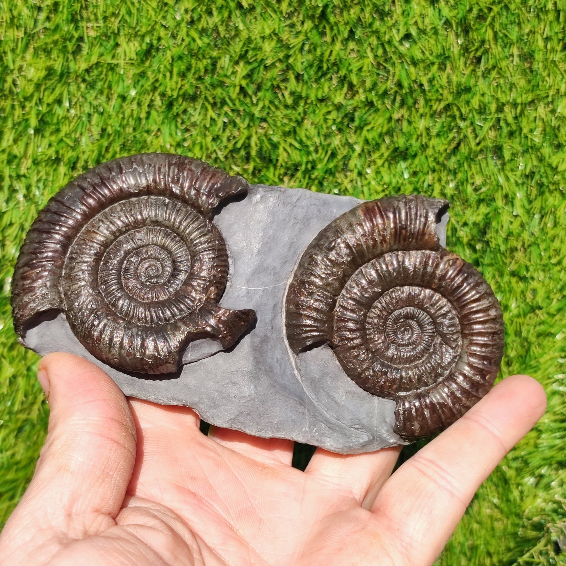 Dactylioceras ammonite fossil duo Whitby Yorkshire - North Yorkshire Fossils