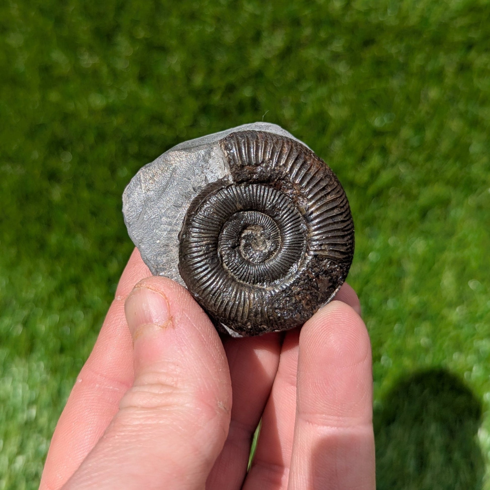 Dactylioceras ammonite fossil from the Jurassic coast of North Yorkshire - North Yorkshire Fossils