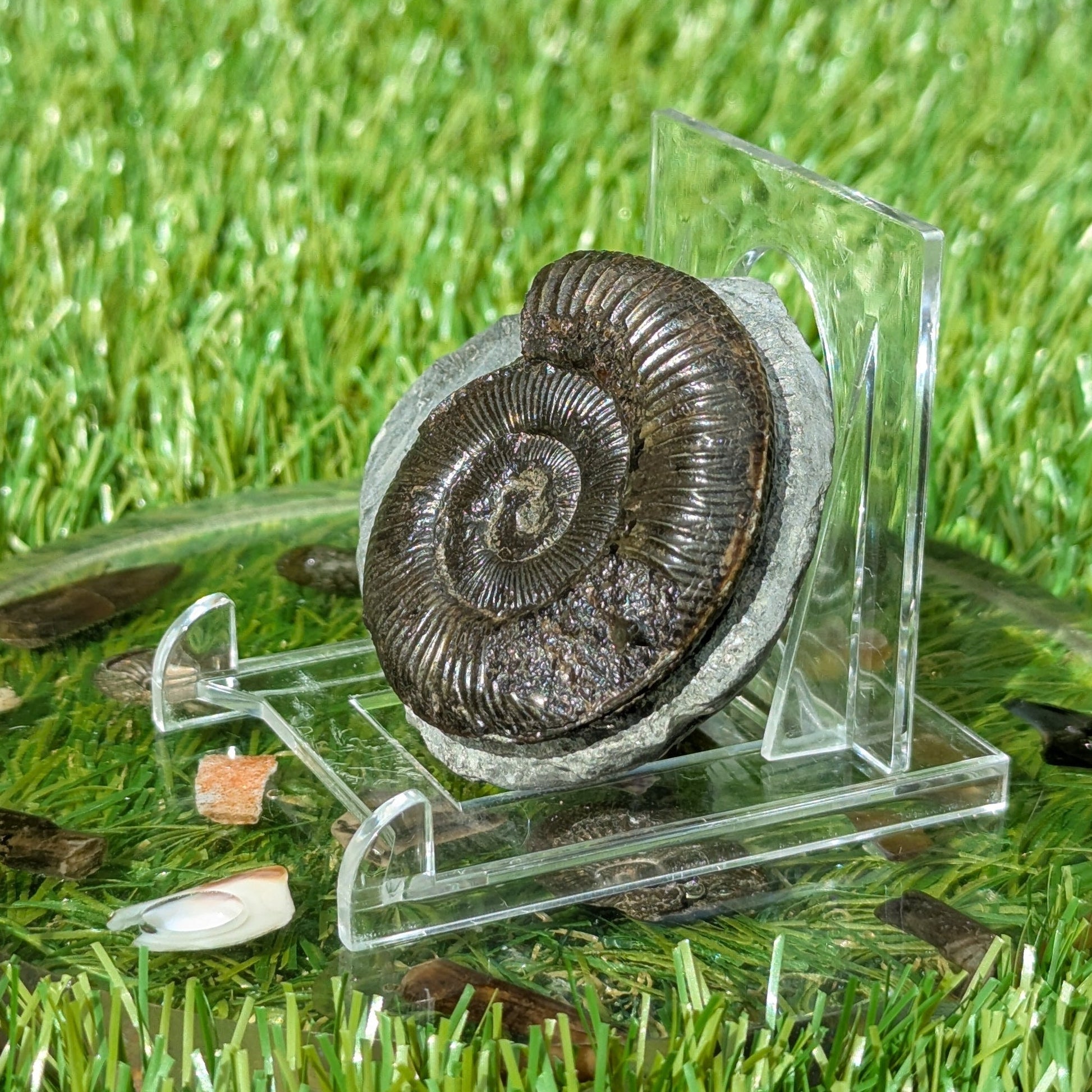 Dactylioceras ammonite fossil from the Jurassic coast of North Yorkshire - North Yorkshire Fossils