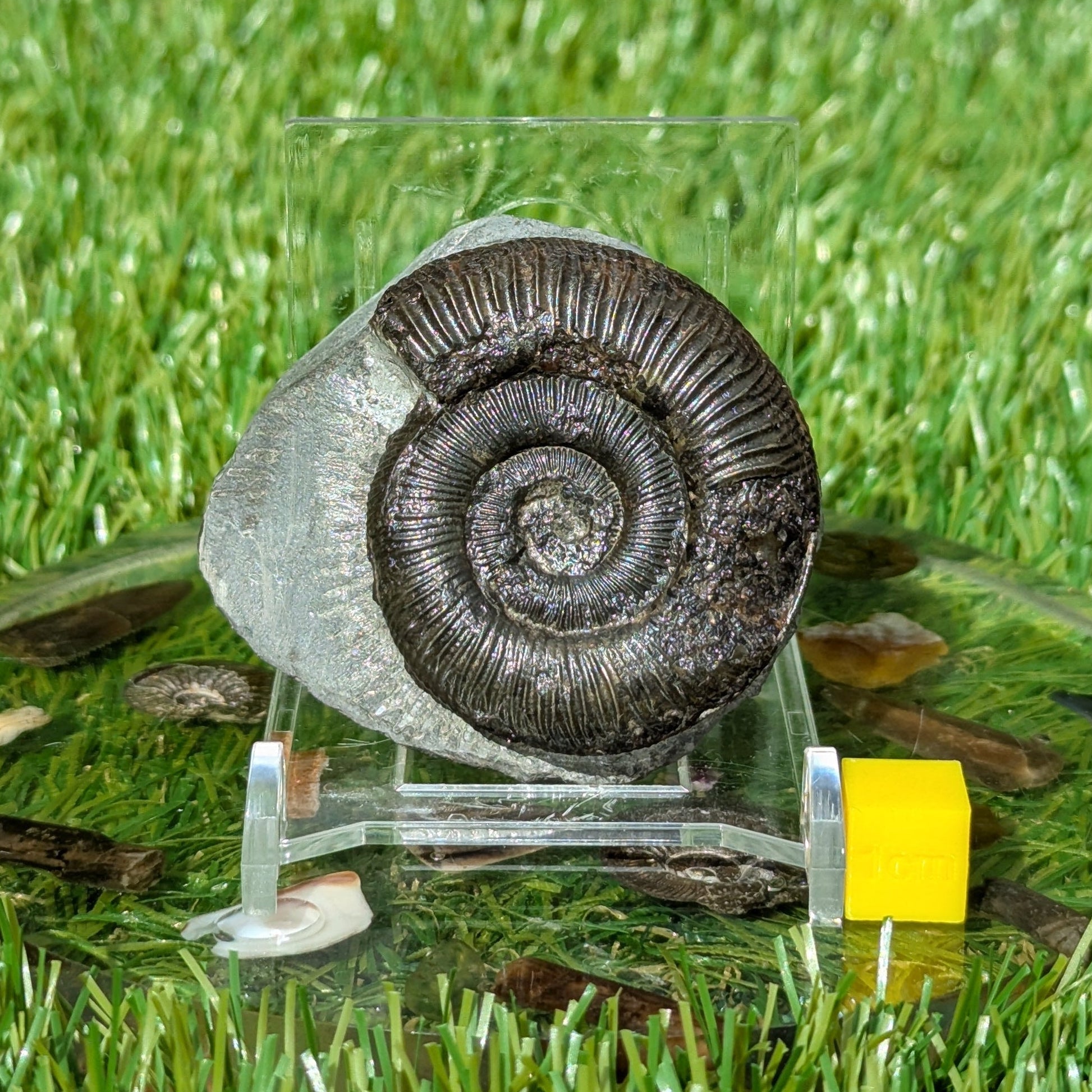 Dactylioceras ammonite fossil from the Jurassic coast of North Yorkshire - North Yorkshire Fossils