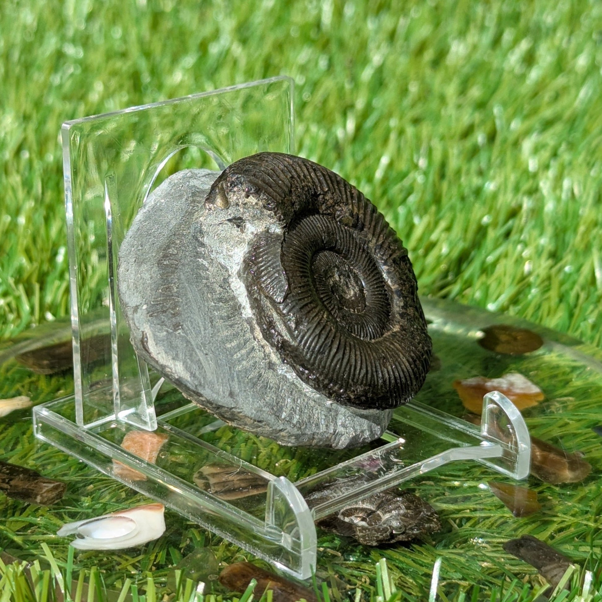 Dactylioceras ammonite fossil from the Jurassic coast of North Yorkshire - North Yorkshire Fossils