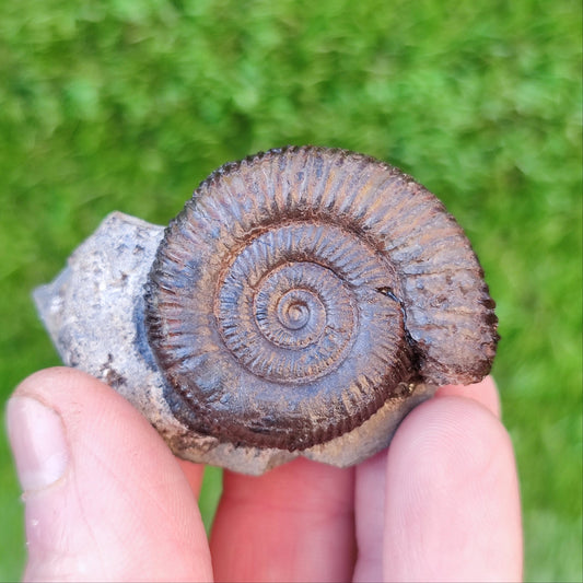Dactylioceras ammonite fossil from Whitby - North Yorkshire Fossils