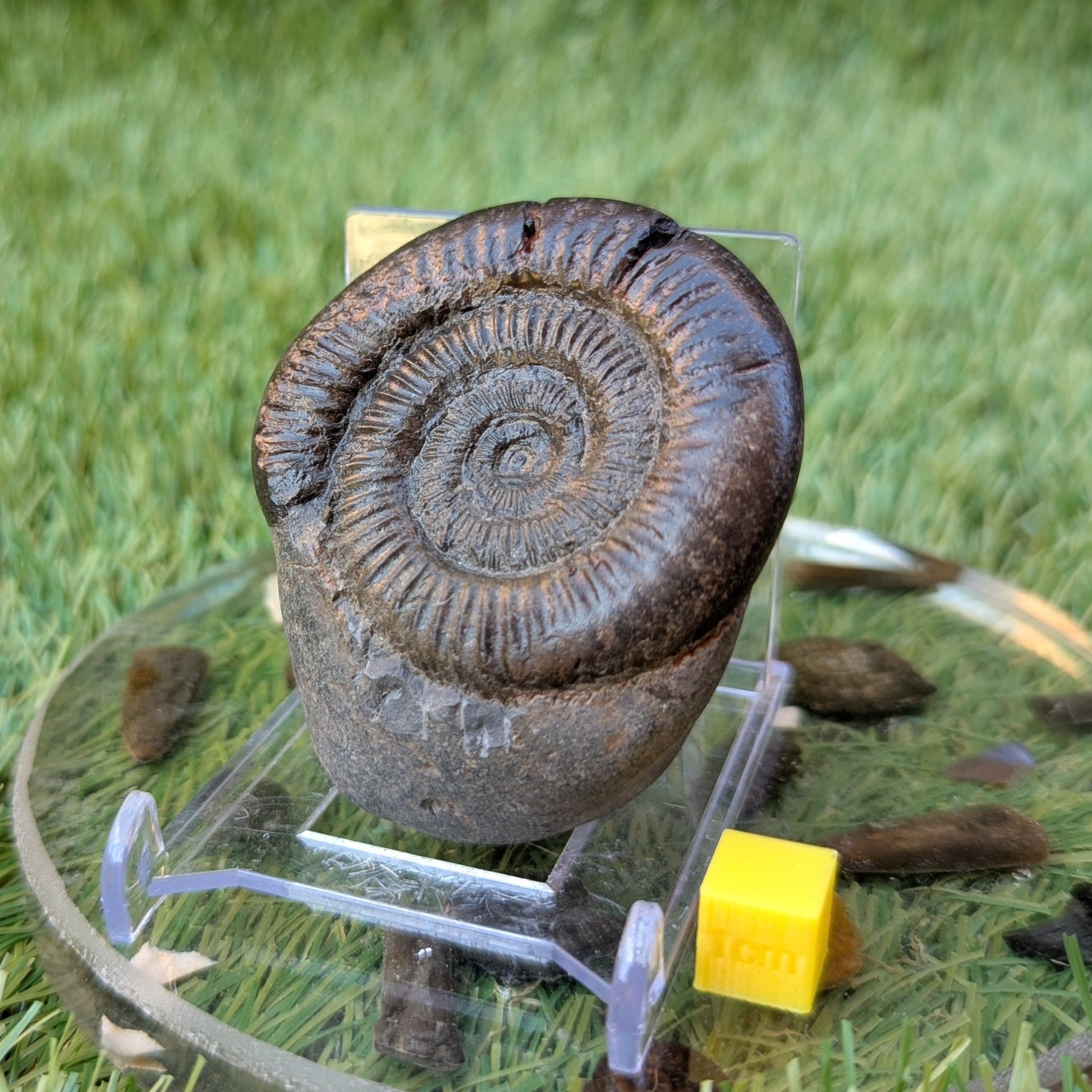 Dactylioceras ammonite fossil Jurassic coast Whitby - North Yorkshire Fossils