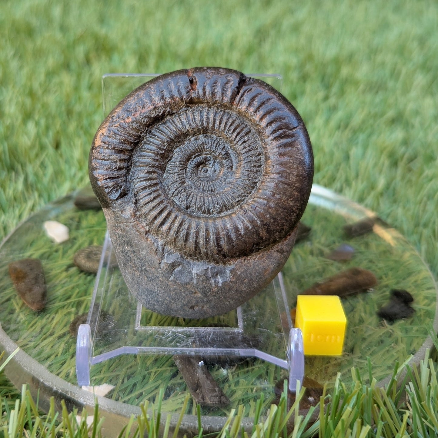 Dactylioceras ammonite fossil Jurassic coast Whitby - North Yorkshire Fossils