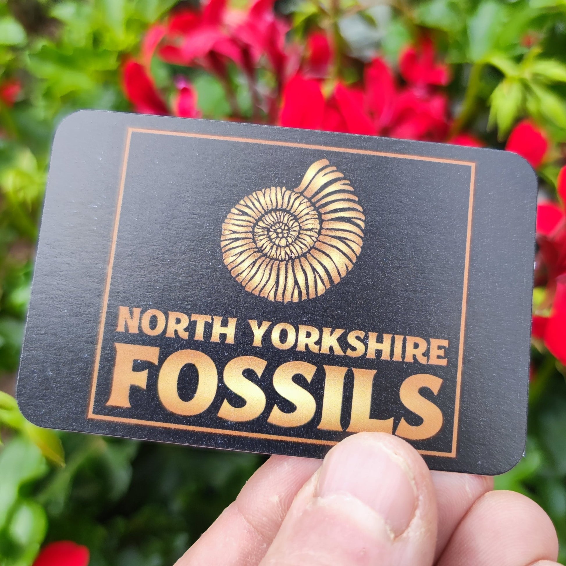 Dactylioceras ammonite fossil North Yorkshire - North Yorkshire Fossils