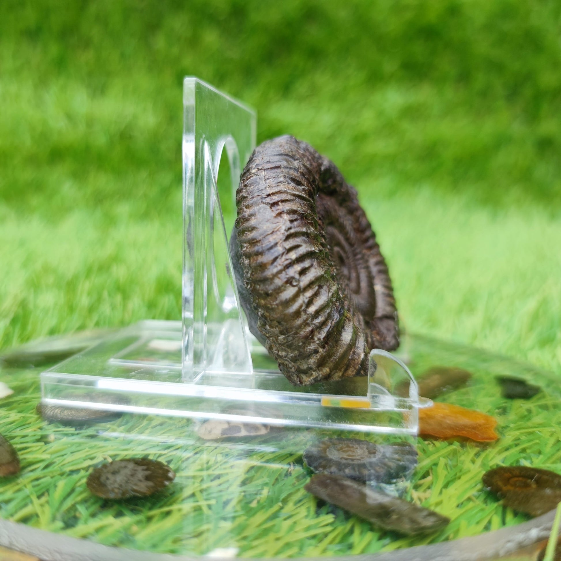 Dactylioceras ammonite fossil North Yorkshire - North Yorkshire Fossils