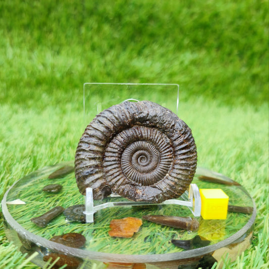 Dactylioceras ammonite fossil North Yorkshire - North Yorkshire Fossils