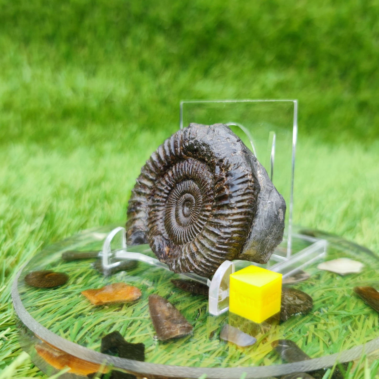 Dactylioceras ammonite fossil North Yorkshire - North Yorkshire Fossils