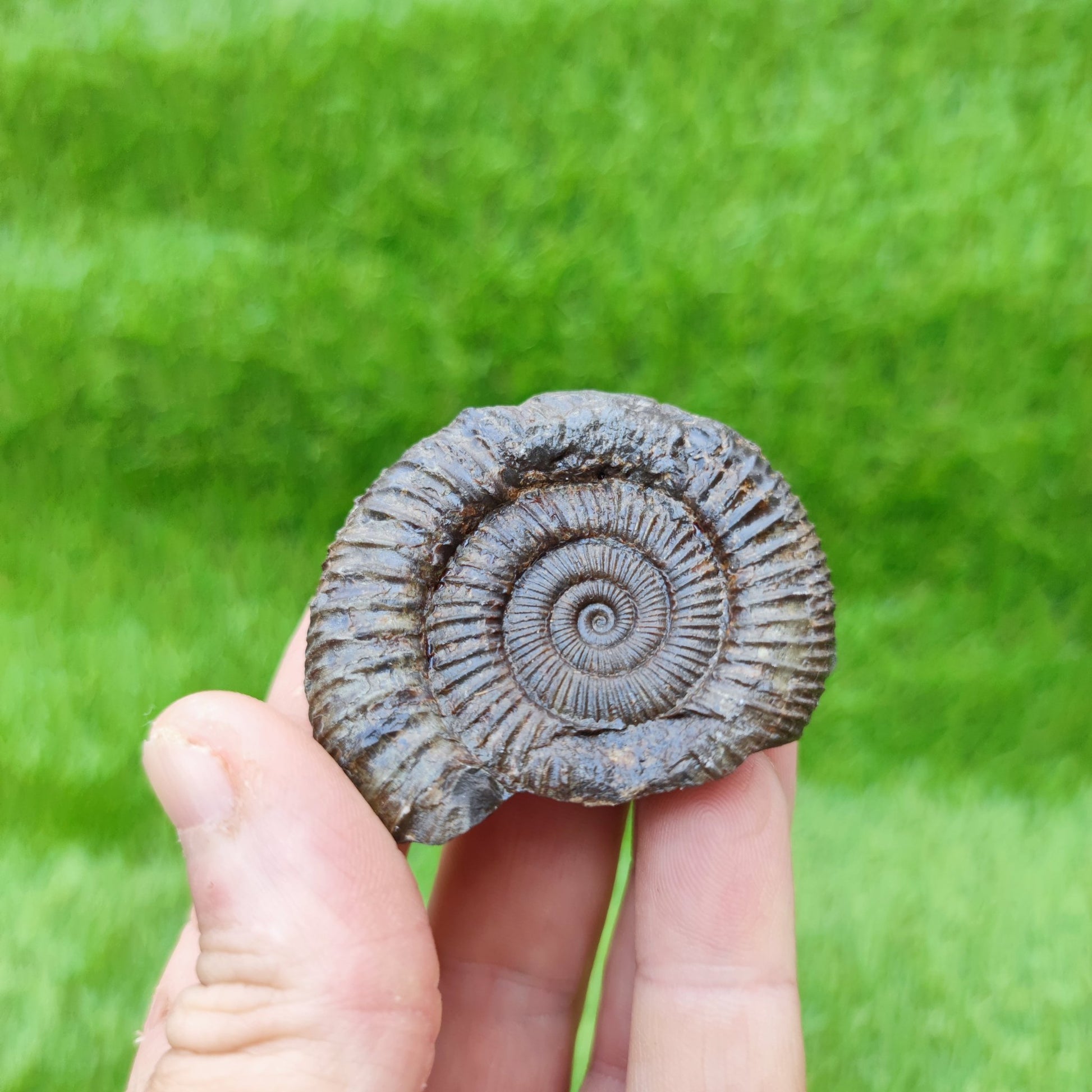 Dactylioceras ammonite fossil North Yorkshire - North Yorkshire Fossils