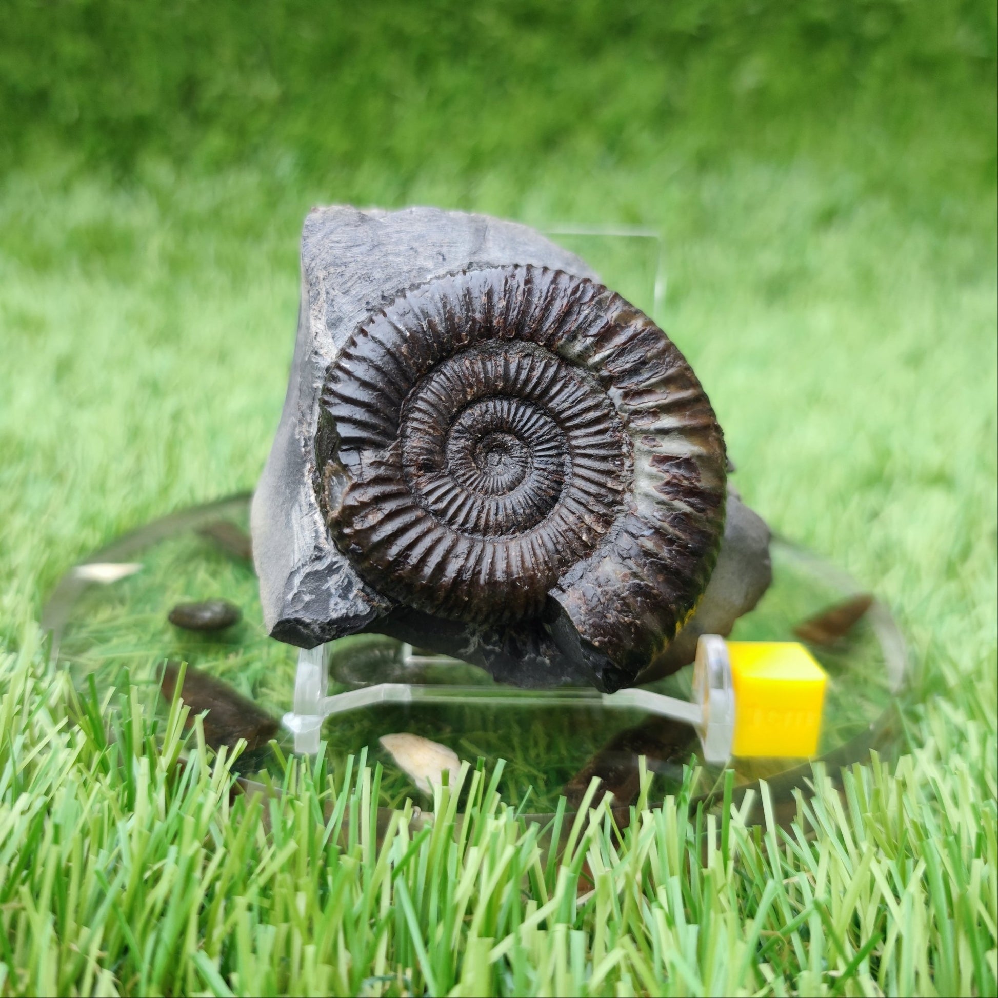 Dactylioceras ammonite fossil North Yorkshire fossils - North Yorkshire Fossils