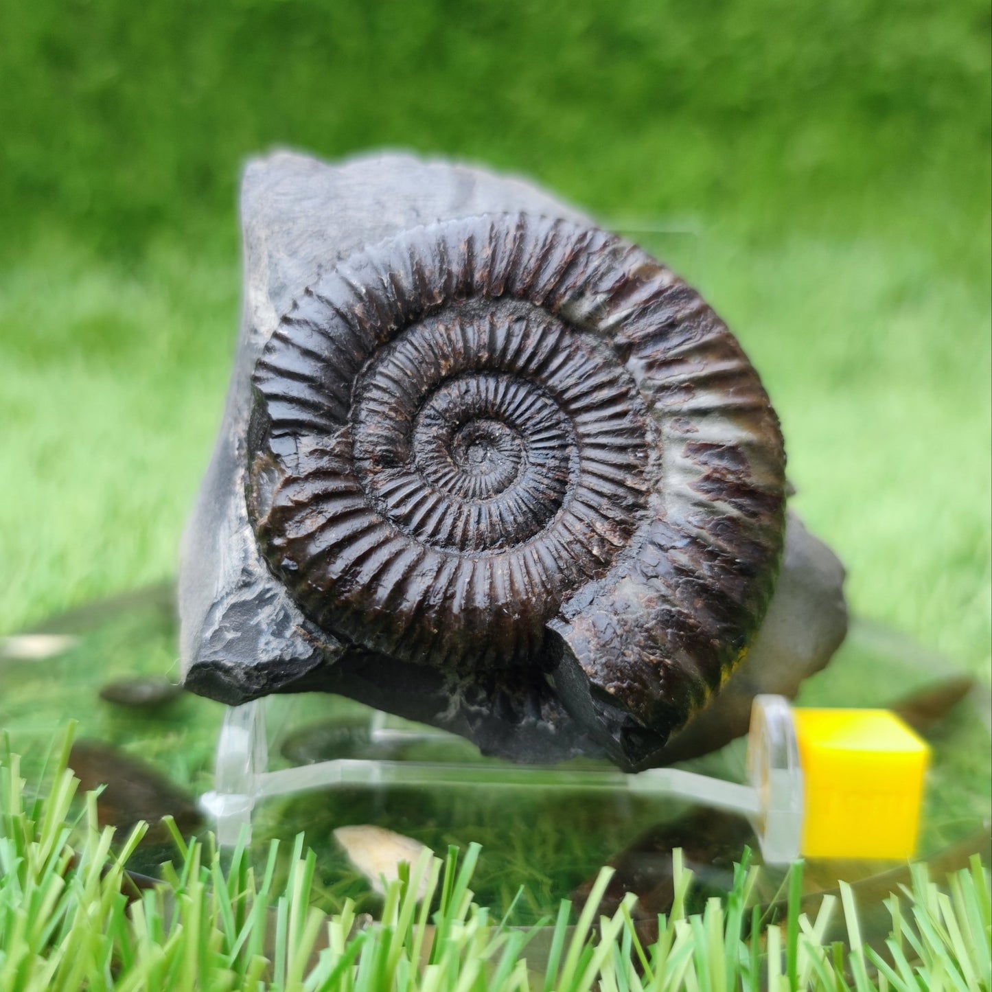 Dactylioceras ammonite fossil North Yorkshire fossils - North Yorkshire Fossils
