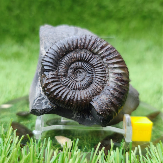 Dactylioceras ammonite fossil North Yorkshire fossils - North Yorkshire Fossils