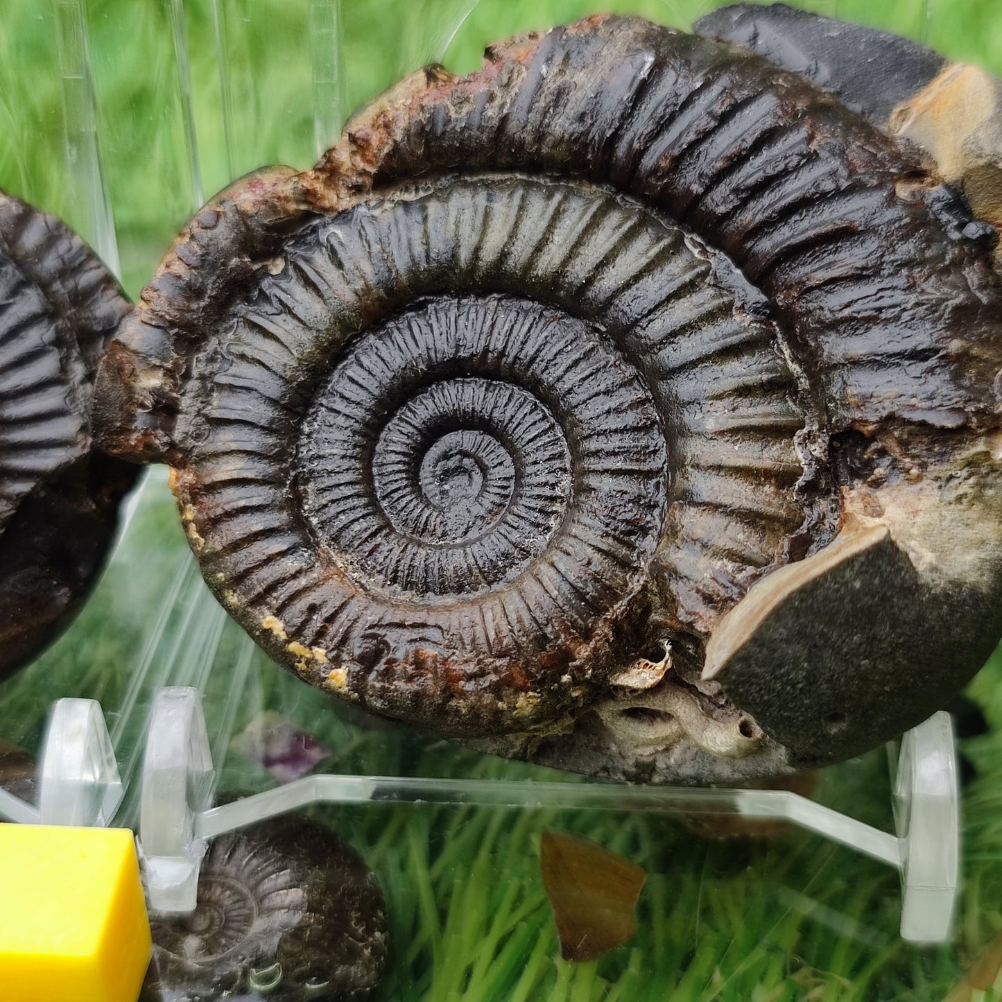 Dactylioceras ammonite fossil North Yorkshire fossils - North Yorkshire Fossils