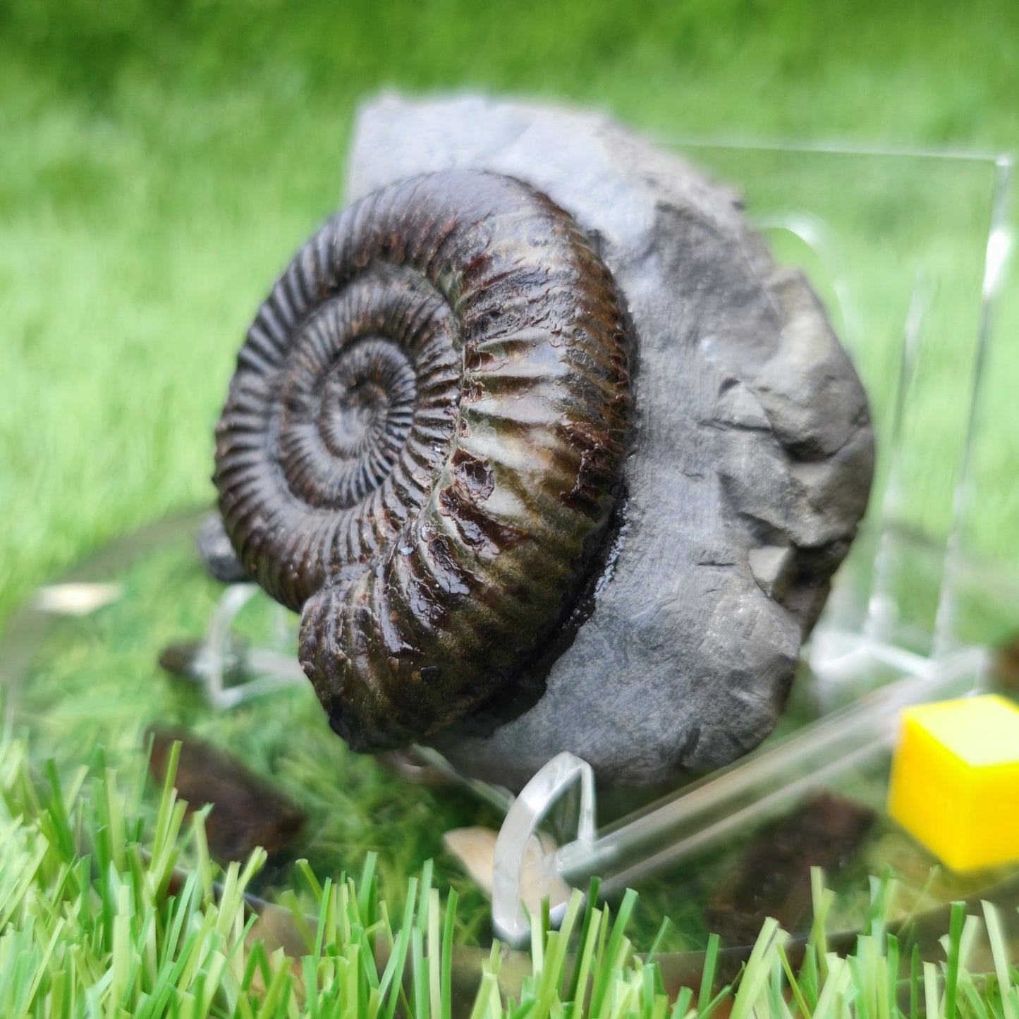 Dactylioceras ammonite fossil North Yorkshire fossils - North Yorkshire Fossils