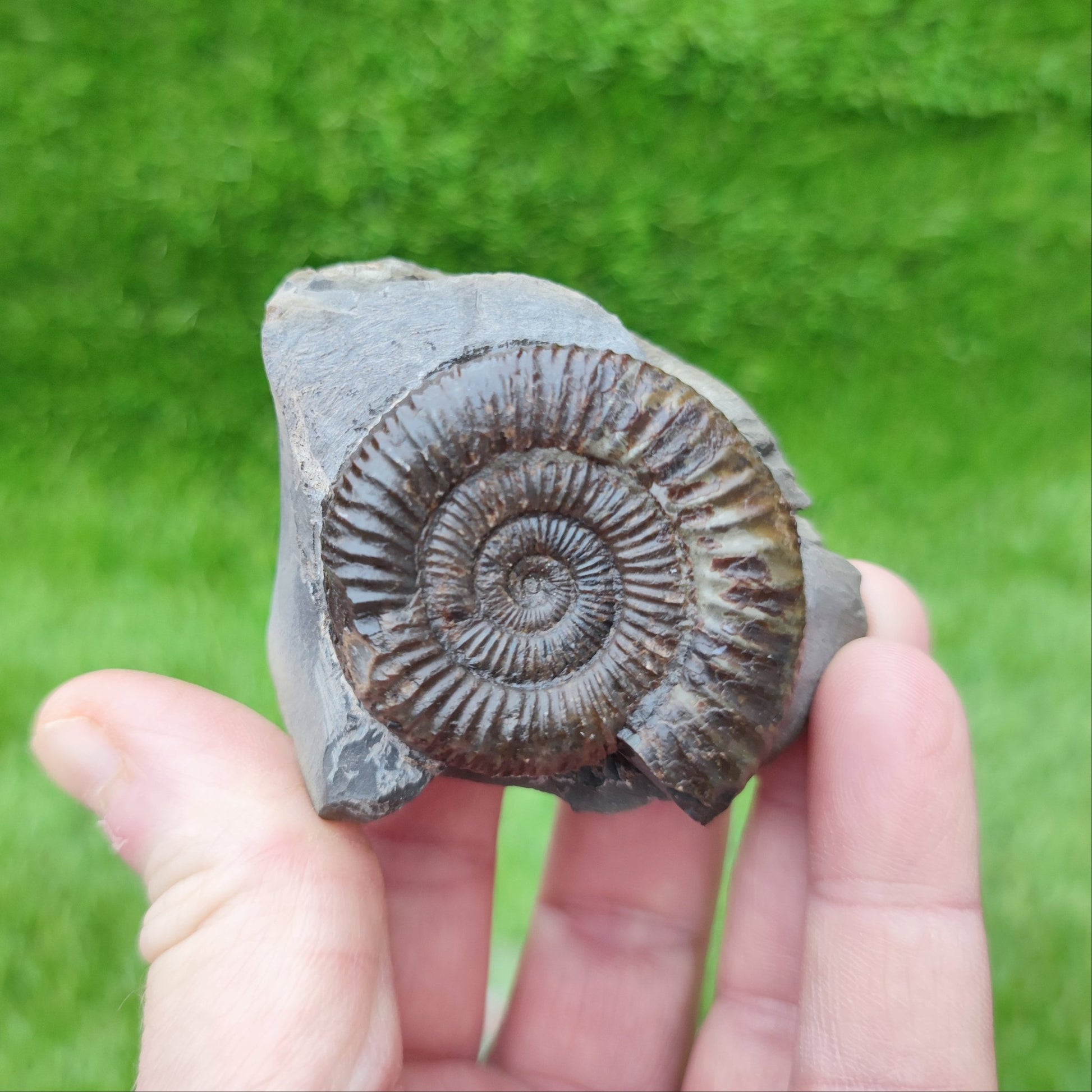 Dactylioceras ammonite fossil North Yorkshire fossils - North Yorkshire Fossils