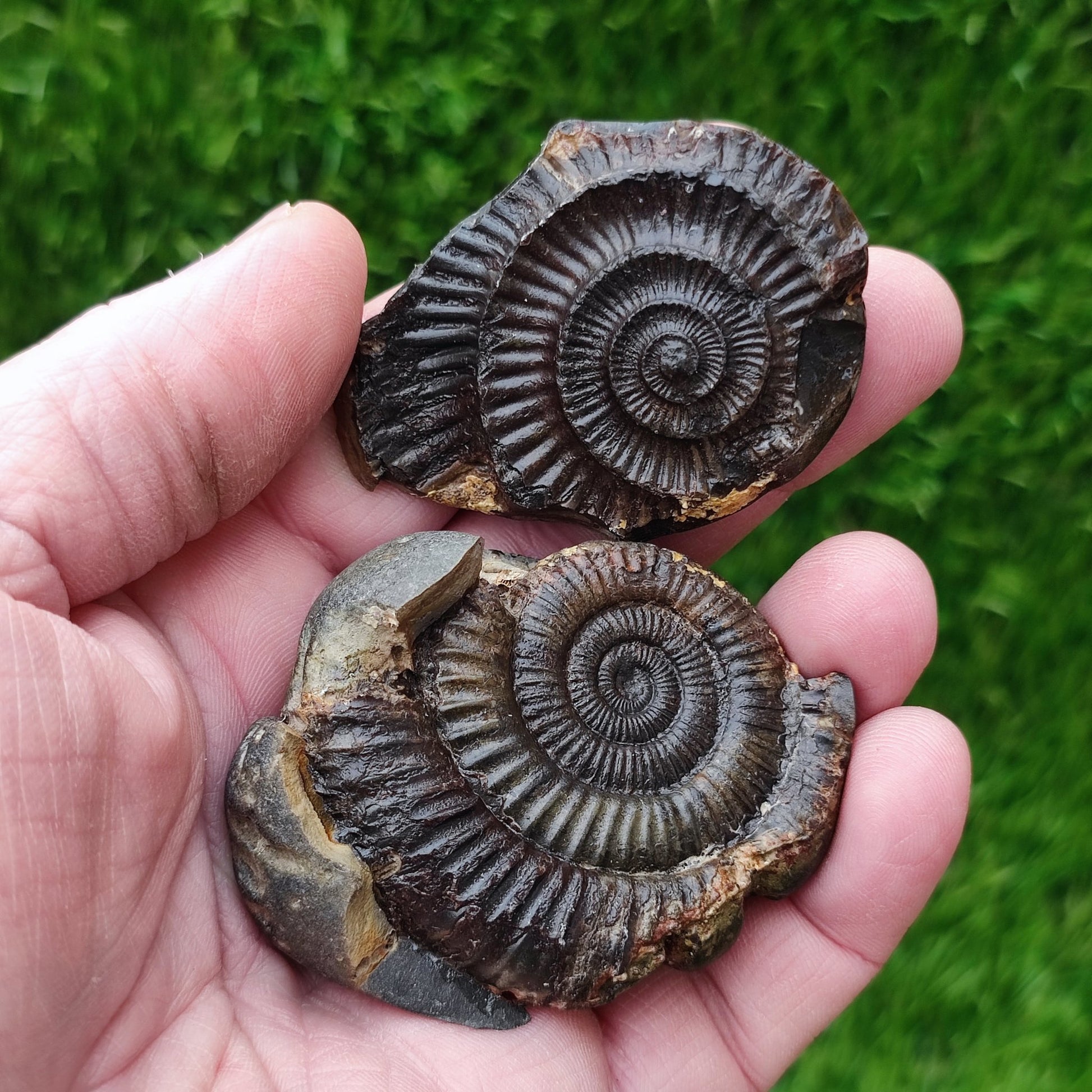 Dactylioceras ammonite fossil North Yorkshire fossils - North Yorkshire Fossils