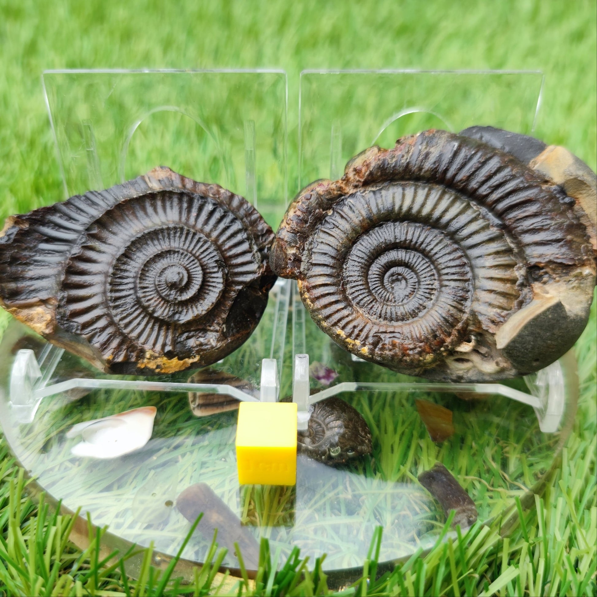 Dactylioceras ammonite fossil North Yorkshire fossils - North Yorkshire Fossils