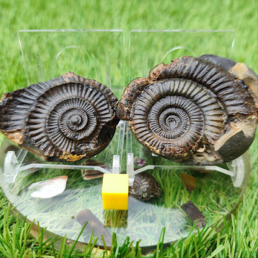Dactylioceras ammonite fossil North Yorkshire fossils - North Yorkshire Fossils