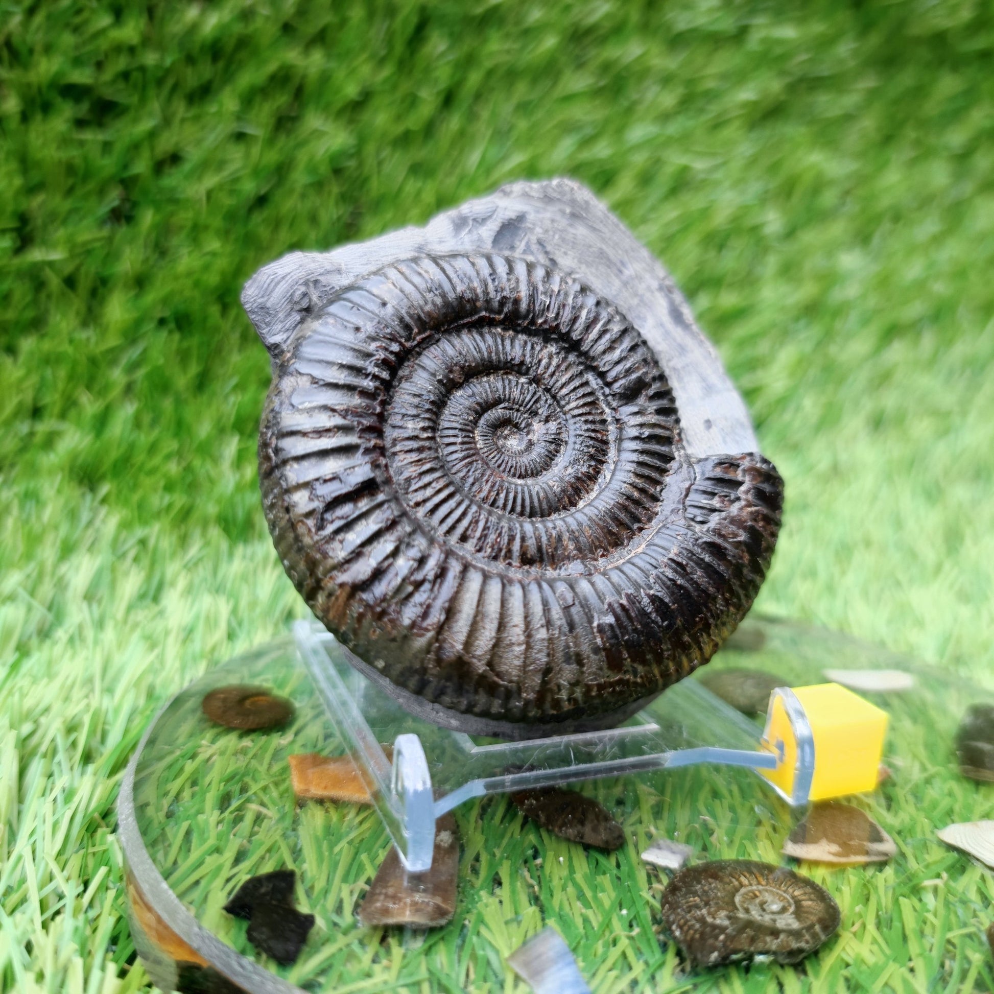 Dactylioceras ammonite fossil Port Mulgrave - North Yorkshire Fossils