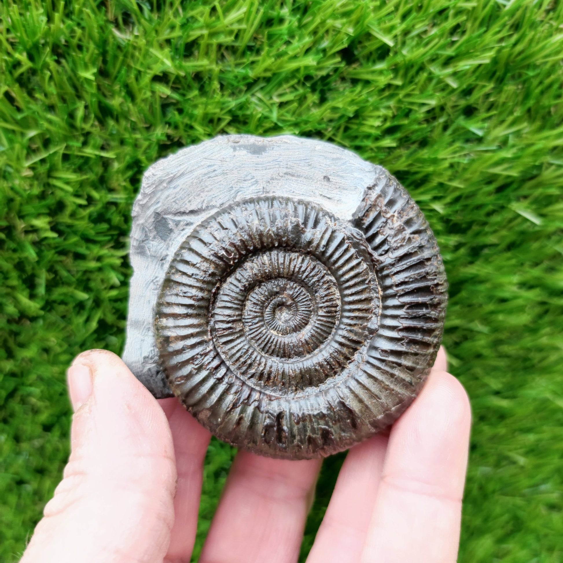 Dactylioceras ammonite fossil Port Mulgrave - North Yorkshire Fossils