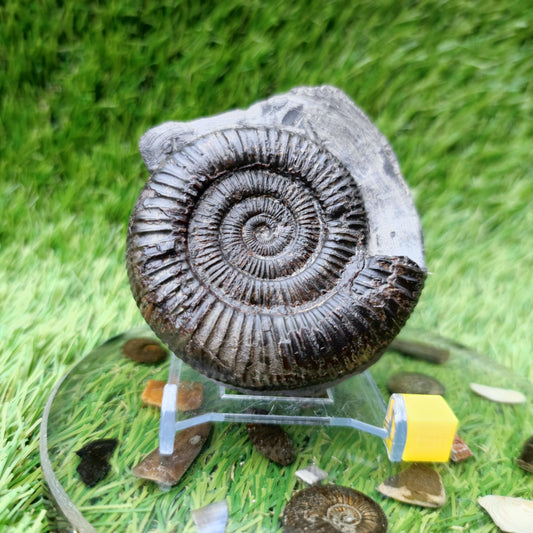 Dactylioceras ammonite fossil Port Mulgrave - North Yorkshire Fossils