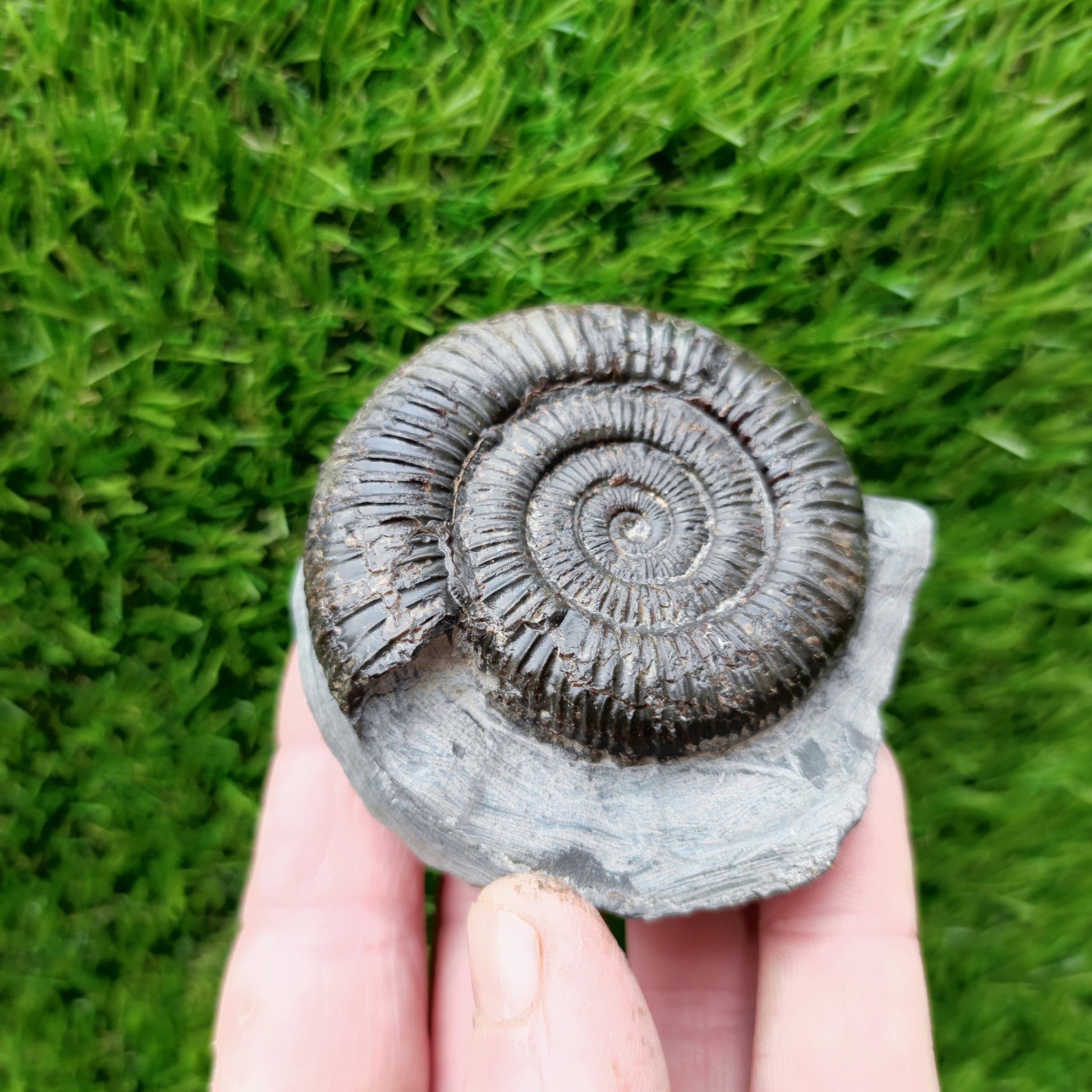 Dactylioceras ammonite fossil Port Mulgrave - North Yorkshire Fossils