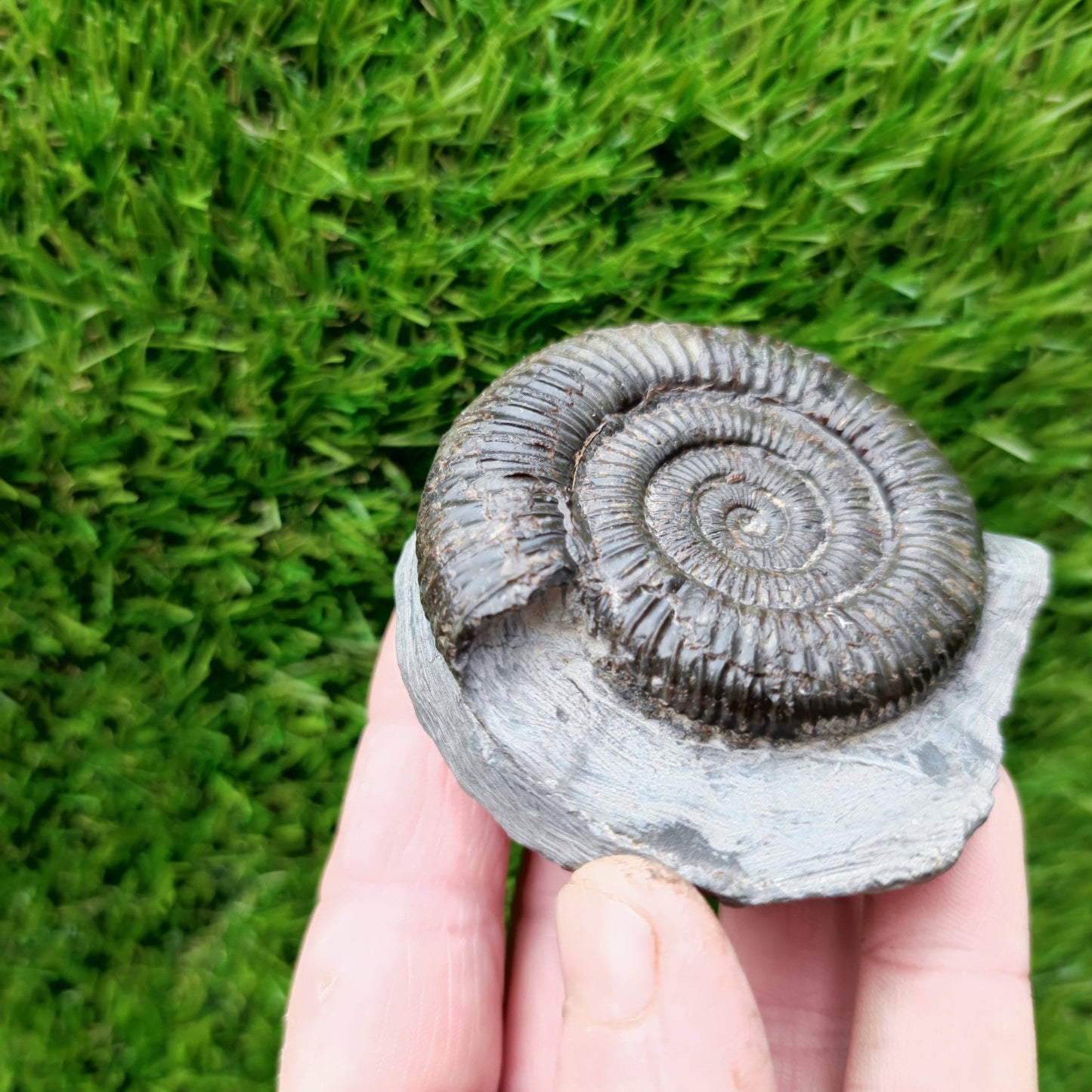Dactylioceras ammonite fossil Port Mulgrave - North Yorkshire Fossils