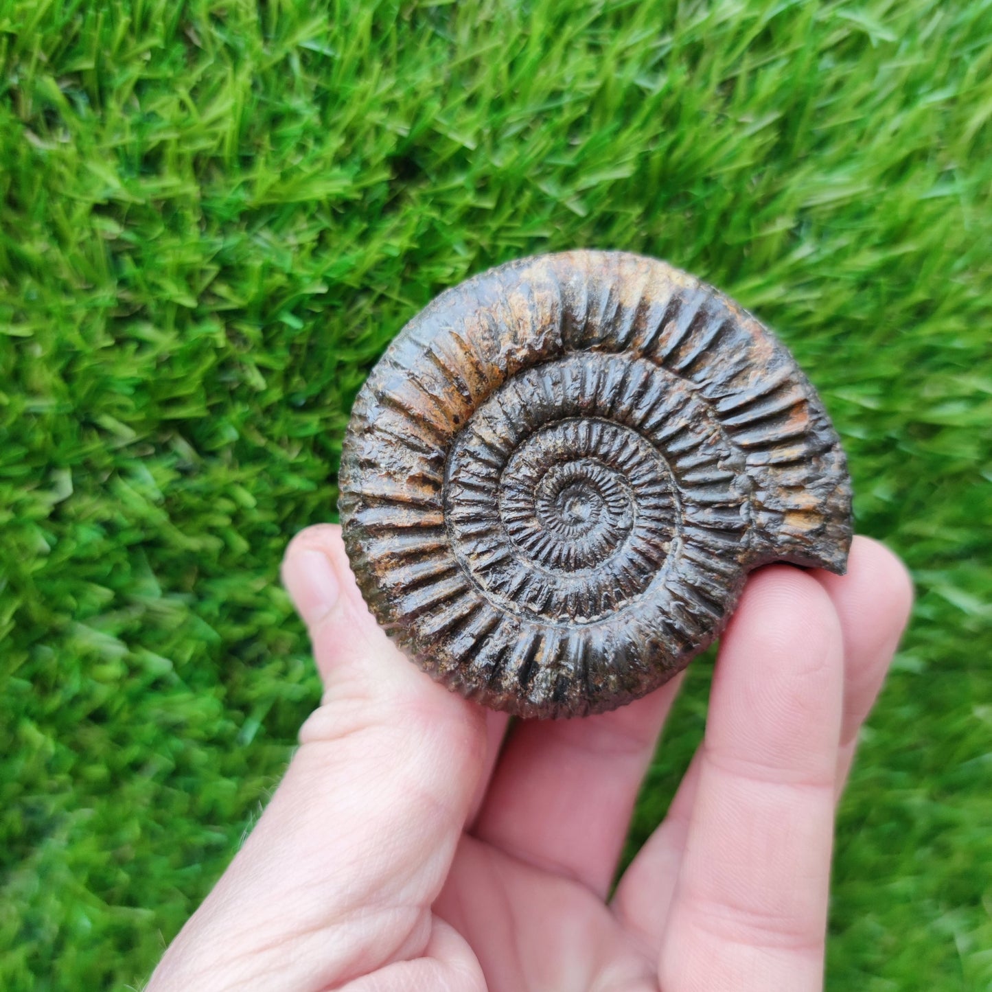 Dactylioceras ammonite fossil Port Mulgrave Yorkshire - North Yorkshire Fossils