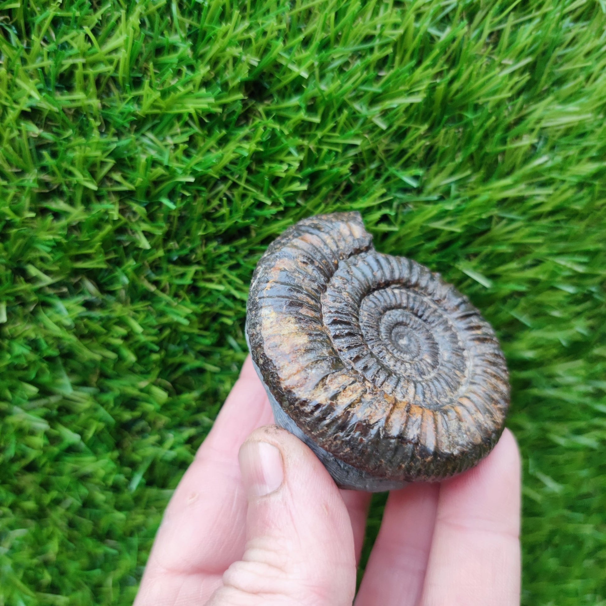 Dactylioceras ammonite fossil Port Mulgrave Yorkshire - North Yorkshire Fossils