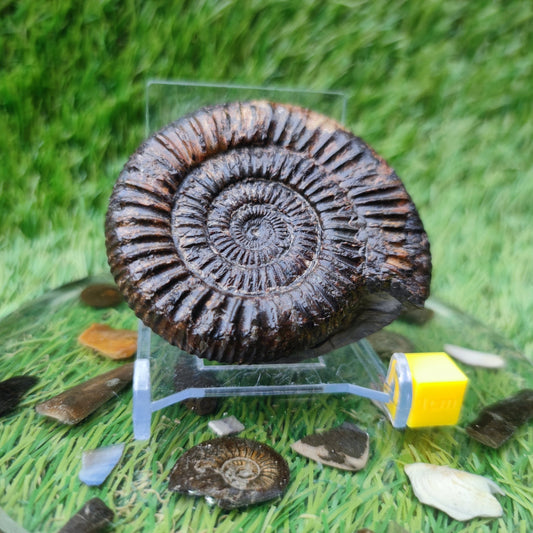 Dactylioceras ammonite fossil Port Mulgrave Yorkshire - North Yorkshire Fossils