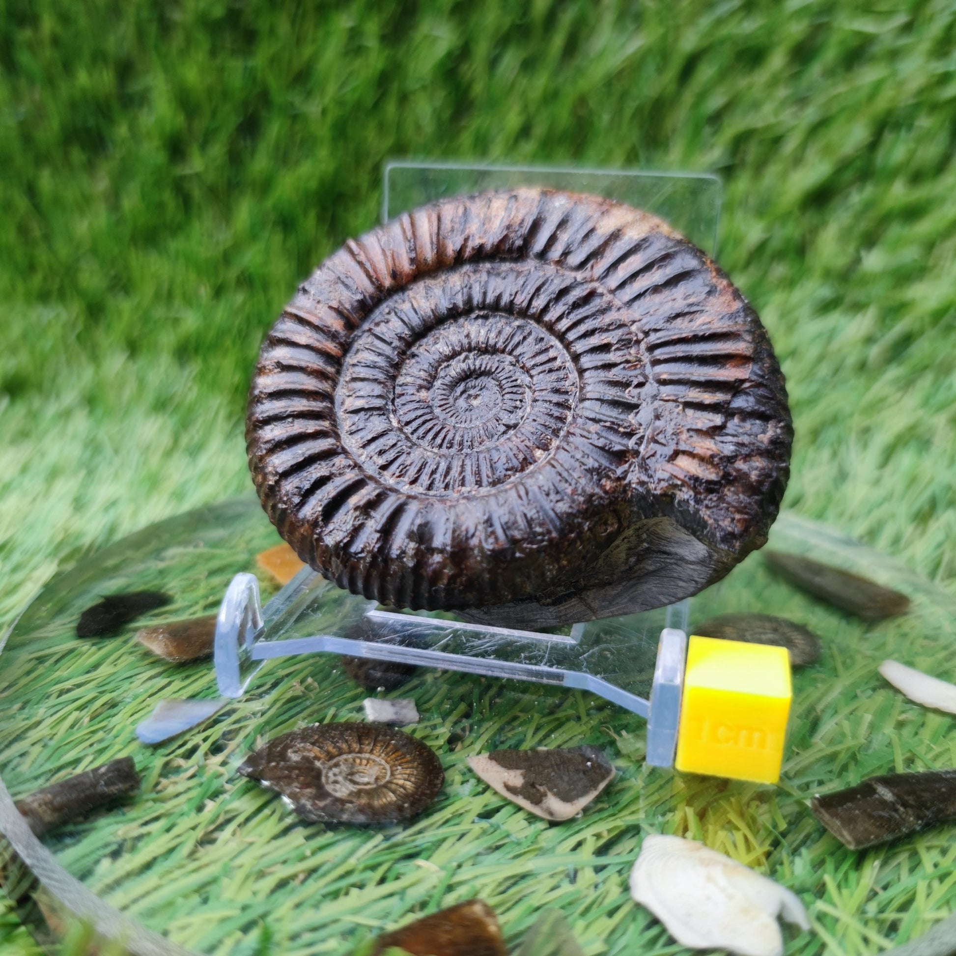 Dactylioceras ammonite fossil Port Mulgrave Yorkshire - North Yorkshire Fossils