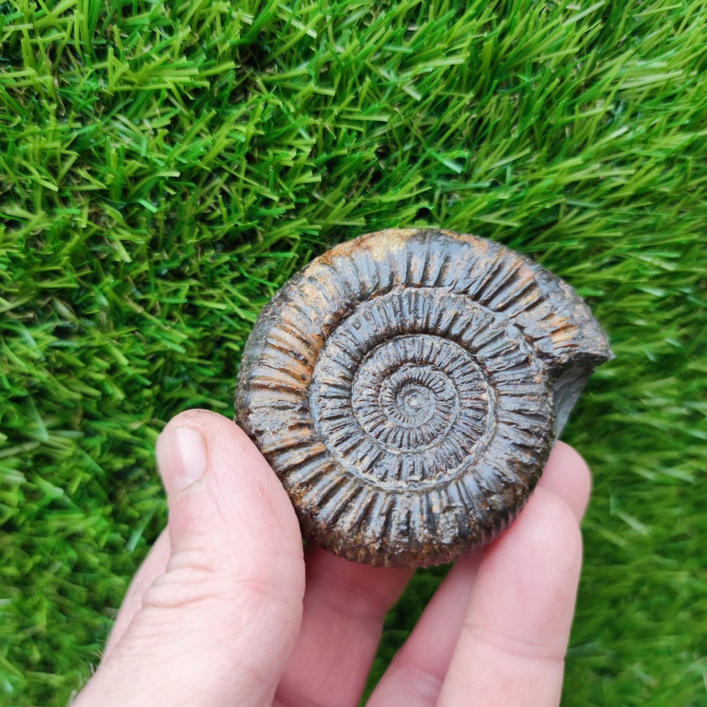 Dactylioceras ammonite fossil Port Mulgrave Yorkshire - North Yorkshire Fossils