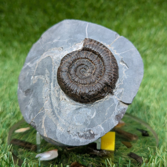 Dactylioceras ammonite fossil Saltwick bay Whitby - North Yorkshire Fossils