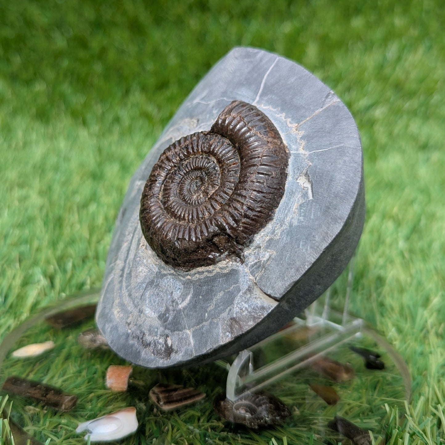 Dactylioceras ammonite fossil Saltwick bay Whitby - North Yorkshire Fossils