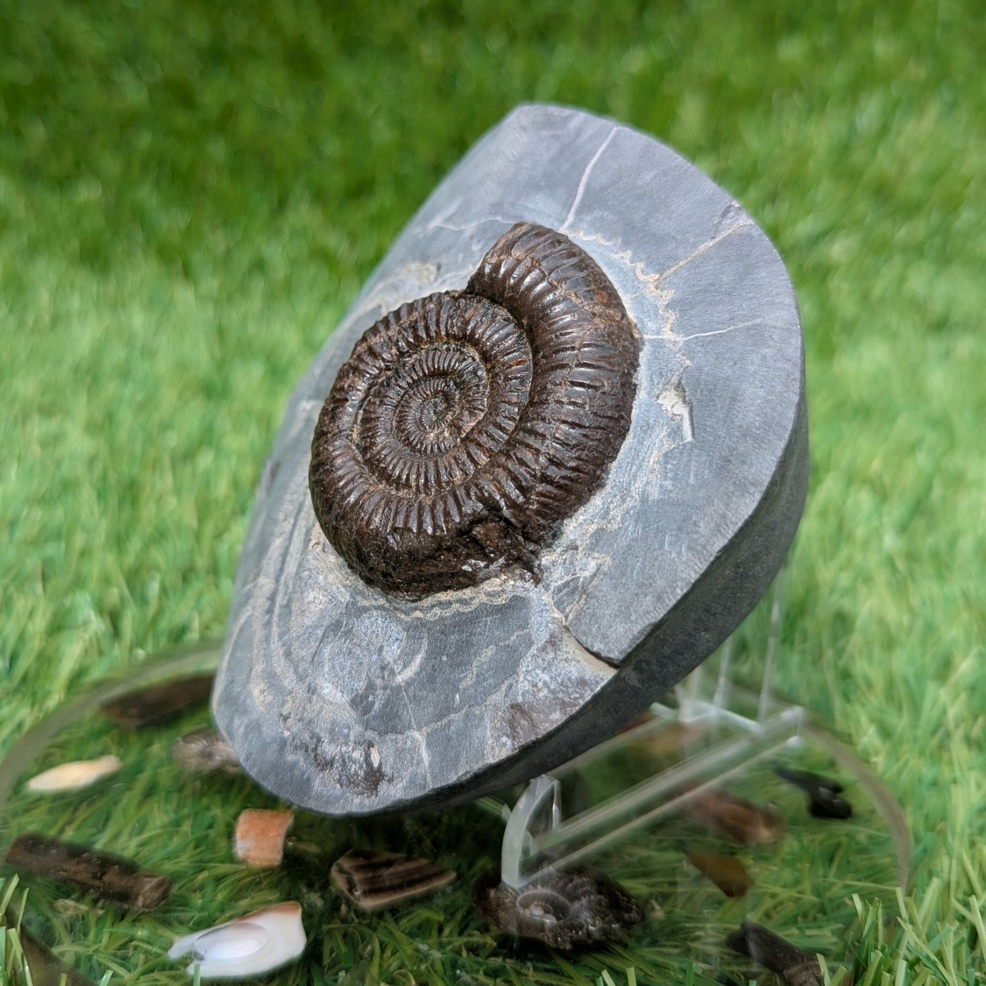 Dactylioceras ammonite fossil Saltwick bay Whitby - North Yorkshire Fossils