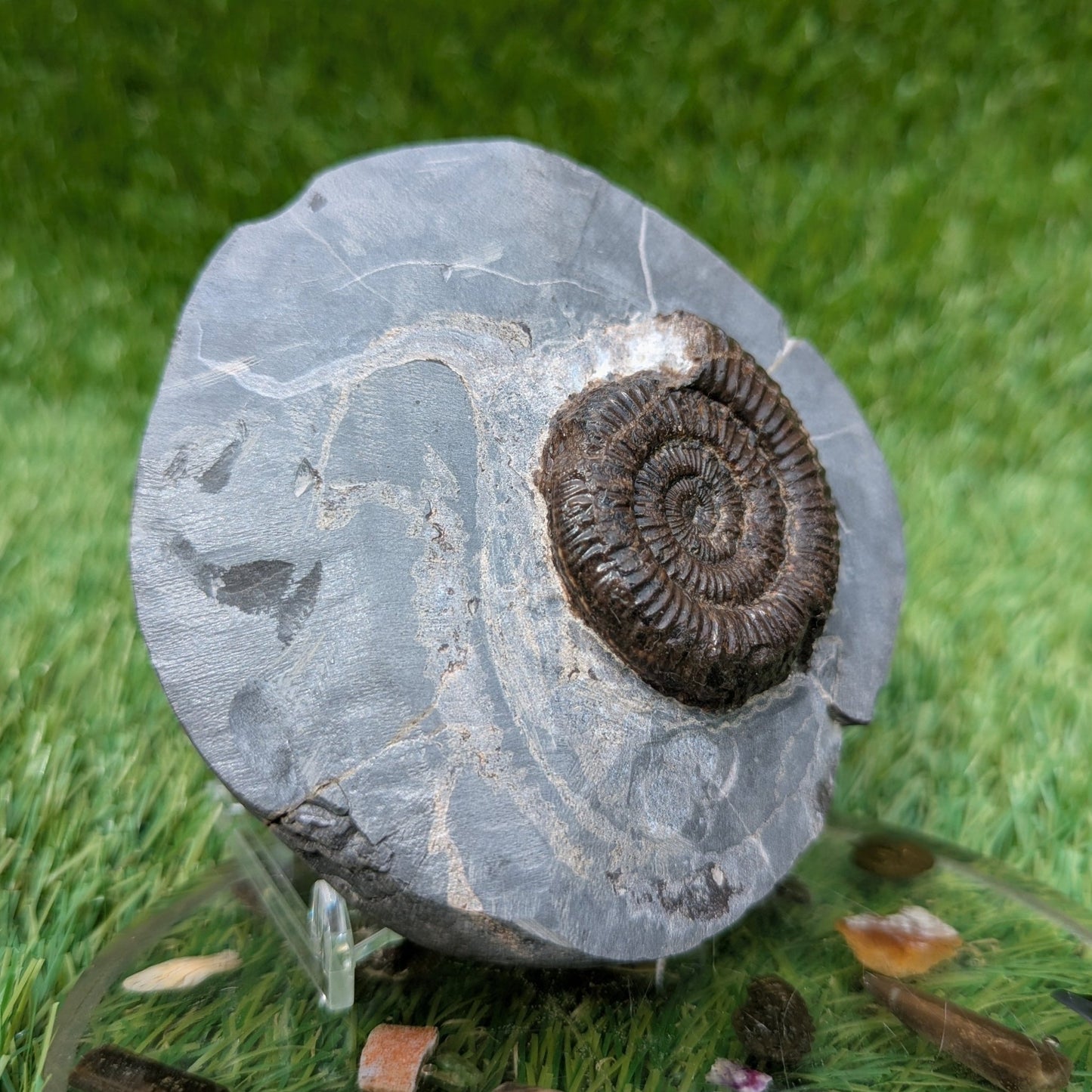 Dactylioceras ammonite fossil Saltwick bay Whitby - North Yorkshire Fossils