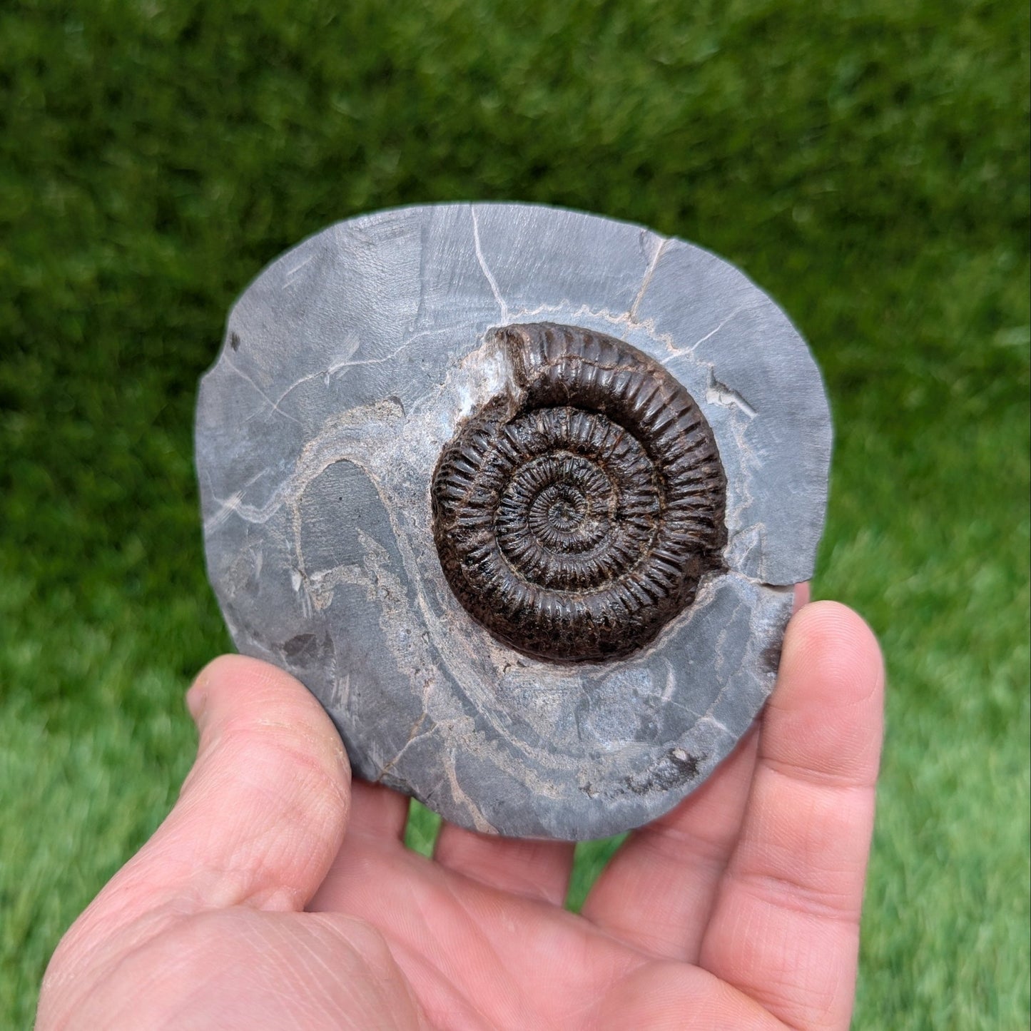 Dactylioceras ammonite fossil Saltwick bay Whitby - North Yorkshire Fossils