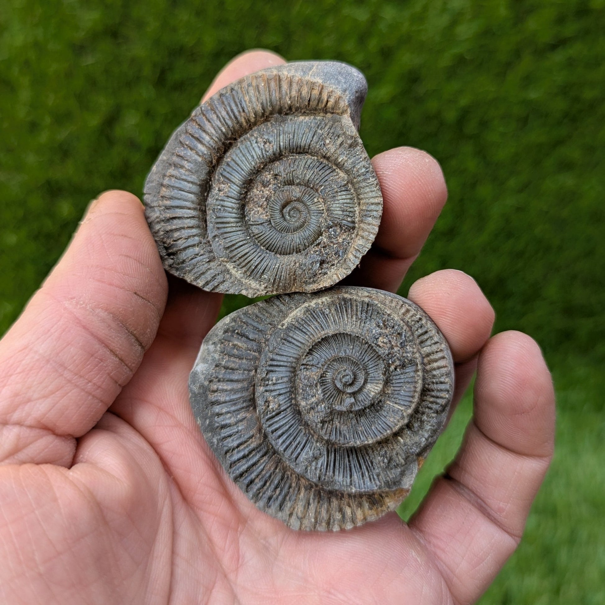 Dactylioceras ammonite fossil split pair - North Yorkshire Fossils