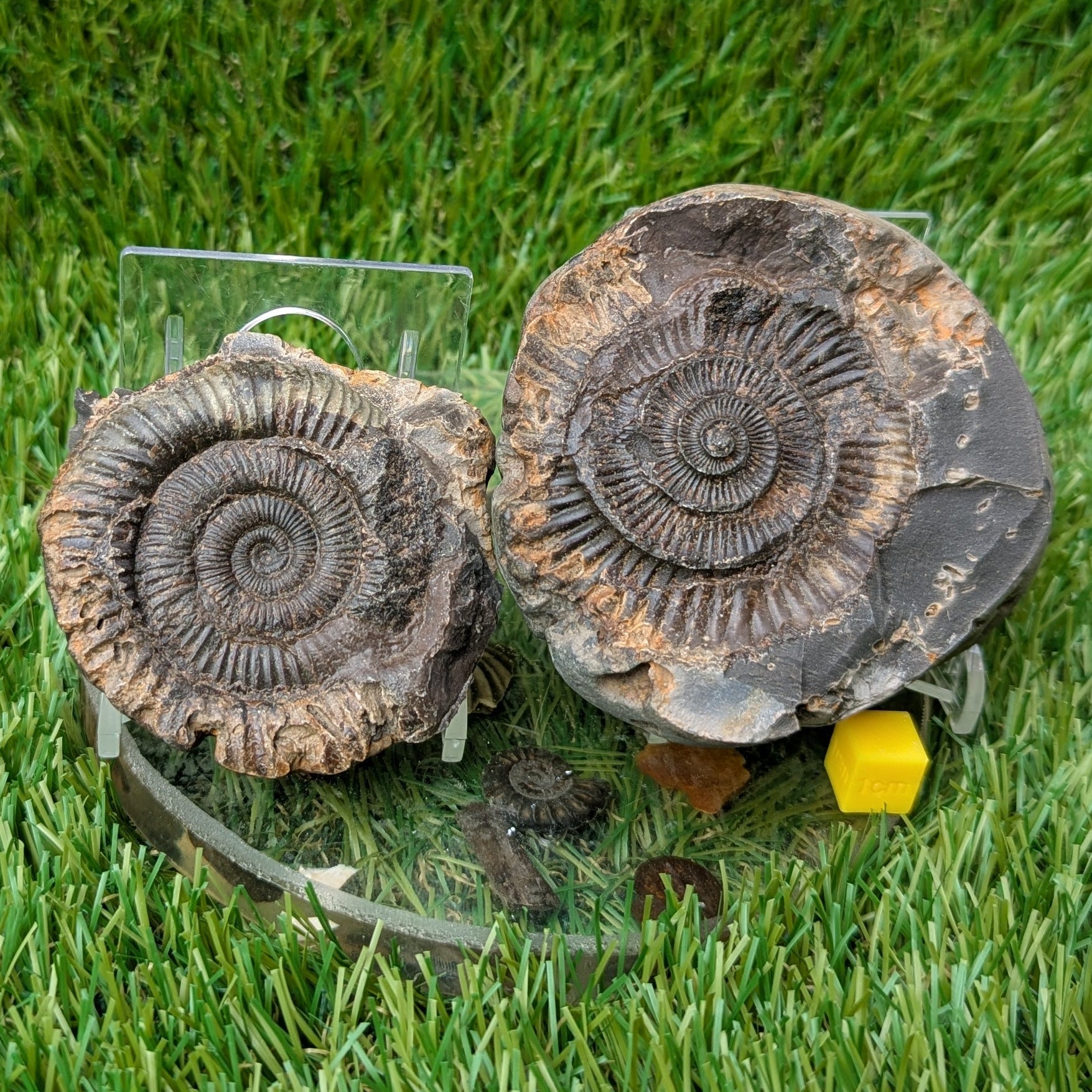Dactylioceras ammonite fossil split pair - North Yorkshire Fossils