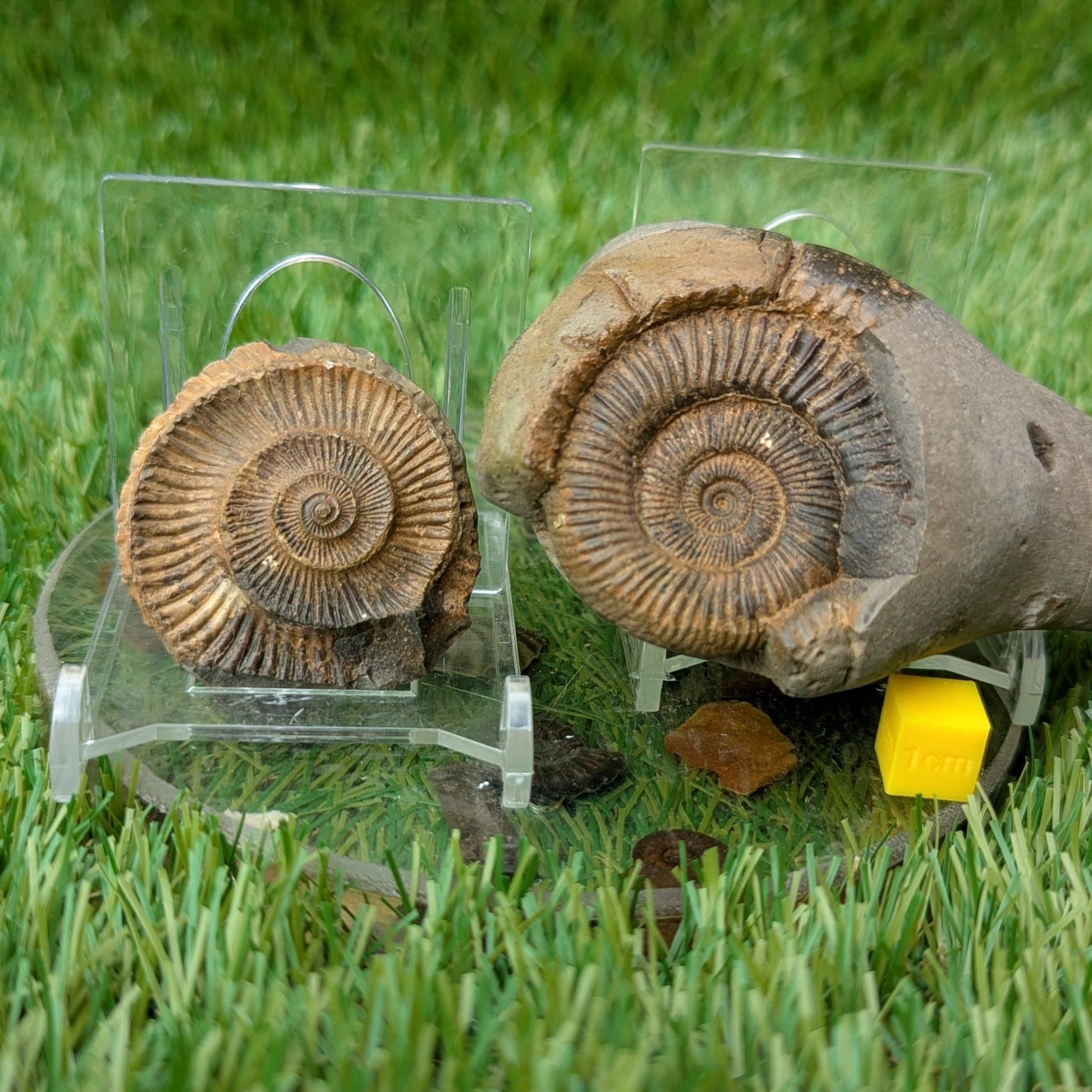 Dactylioceras ammonite fossil split pair - North Yorkshire Fossils