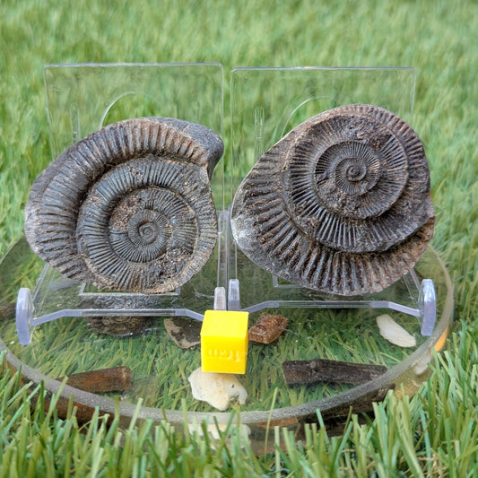 Dactylioceras ammonite fossil split pair - North Yorkshire Fossils