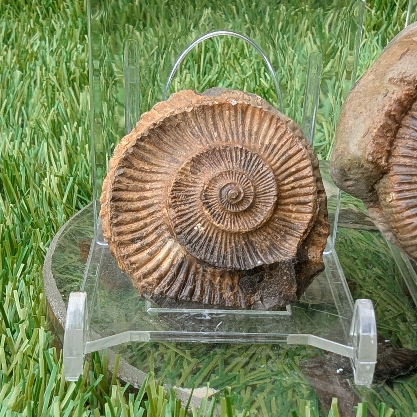 Dactylioceras ammonite fossil split pair - North Yorkshire Fossils