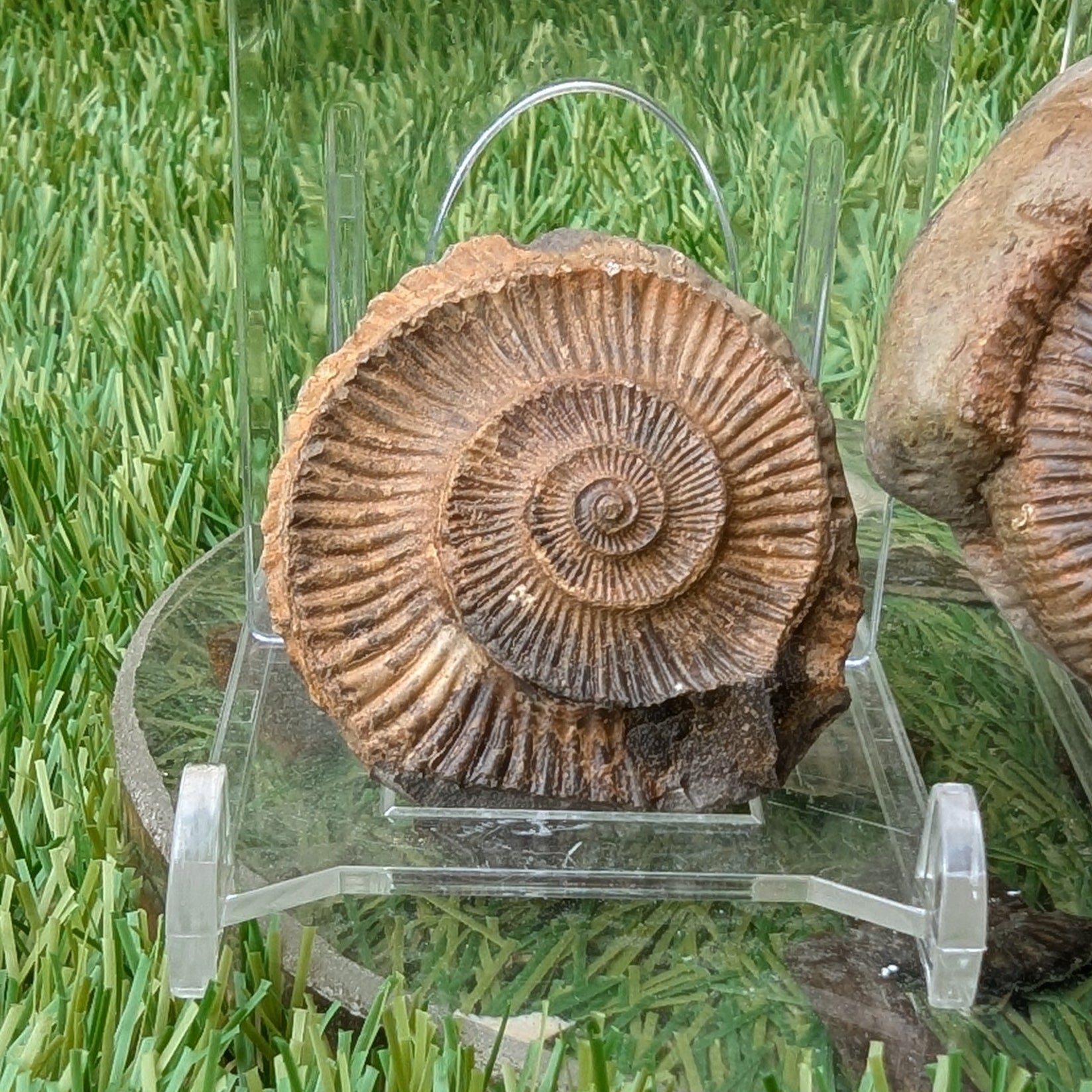 Dactylioceras ammonite fossil split pair - North Yorkshire Fossils