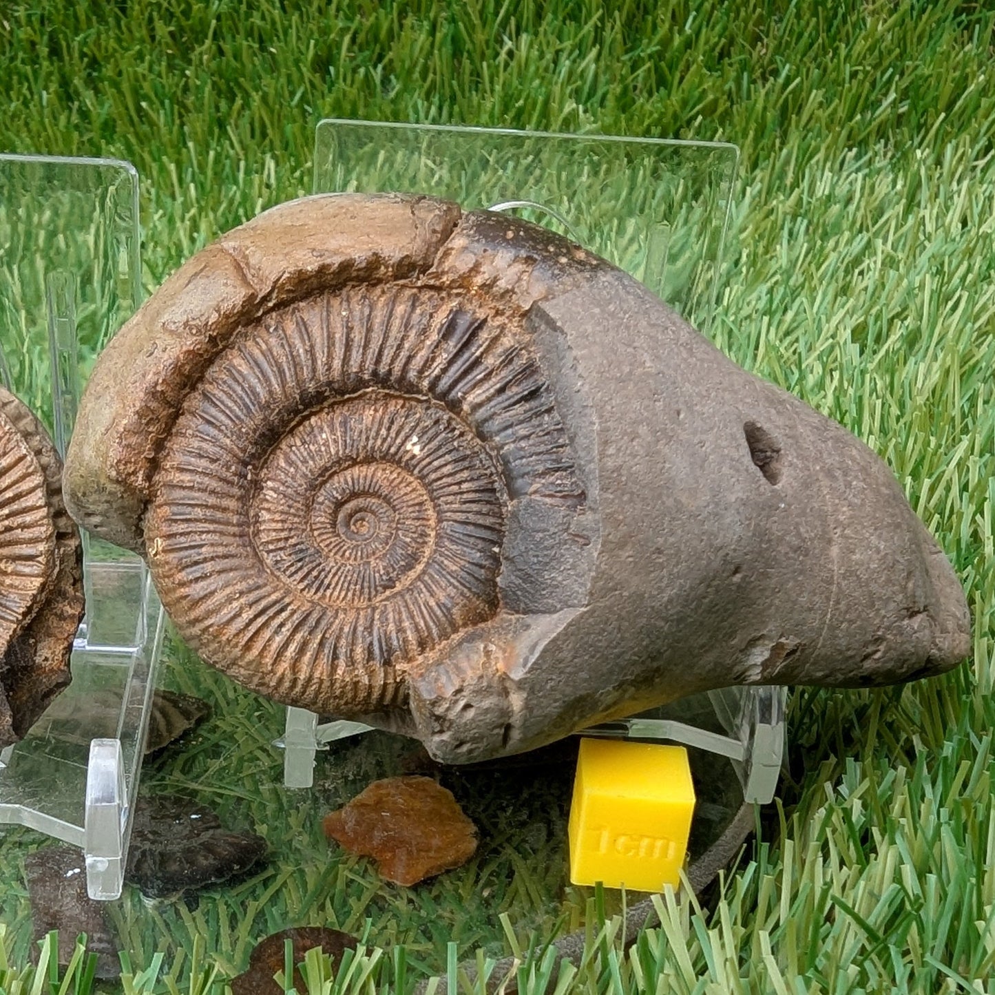 Dactylioceras ammonite fossil split pair - North Yorkshire Fossils