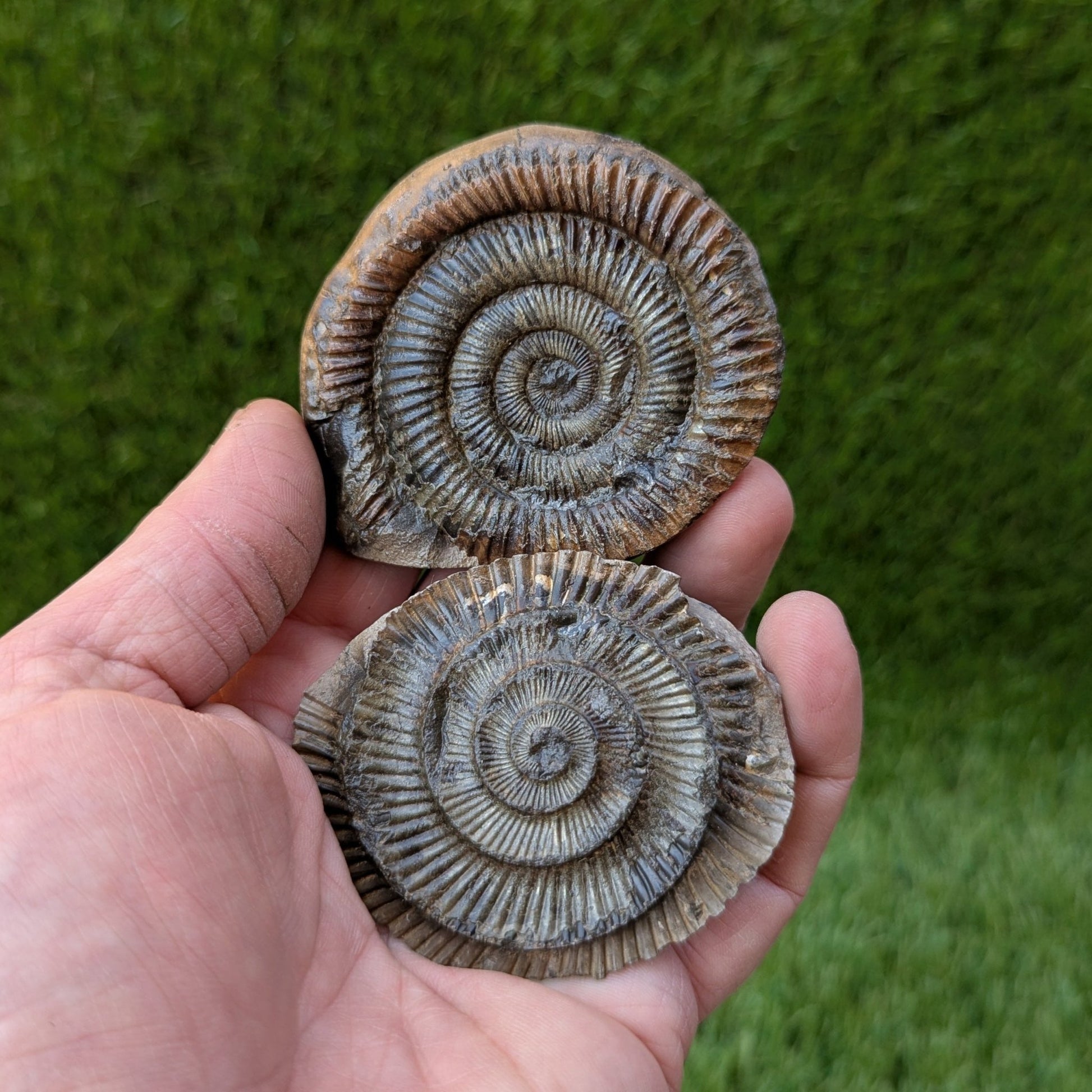 Dactylioceras ammonite fossil split pair - North Yorkshire Fossils