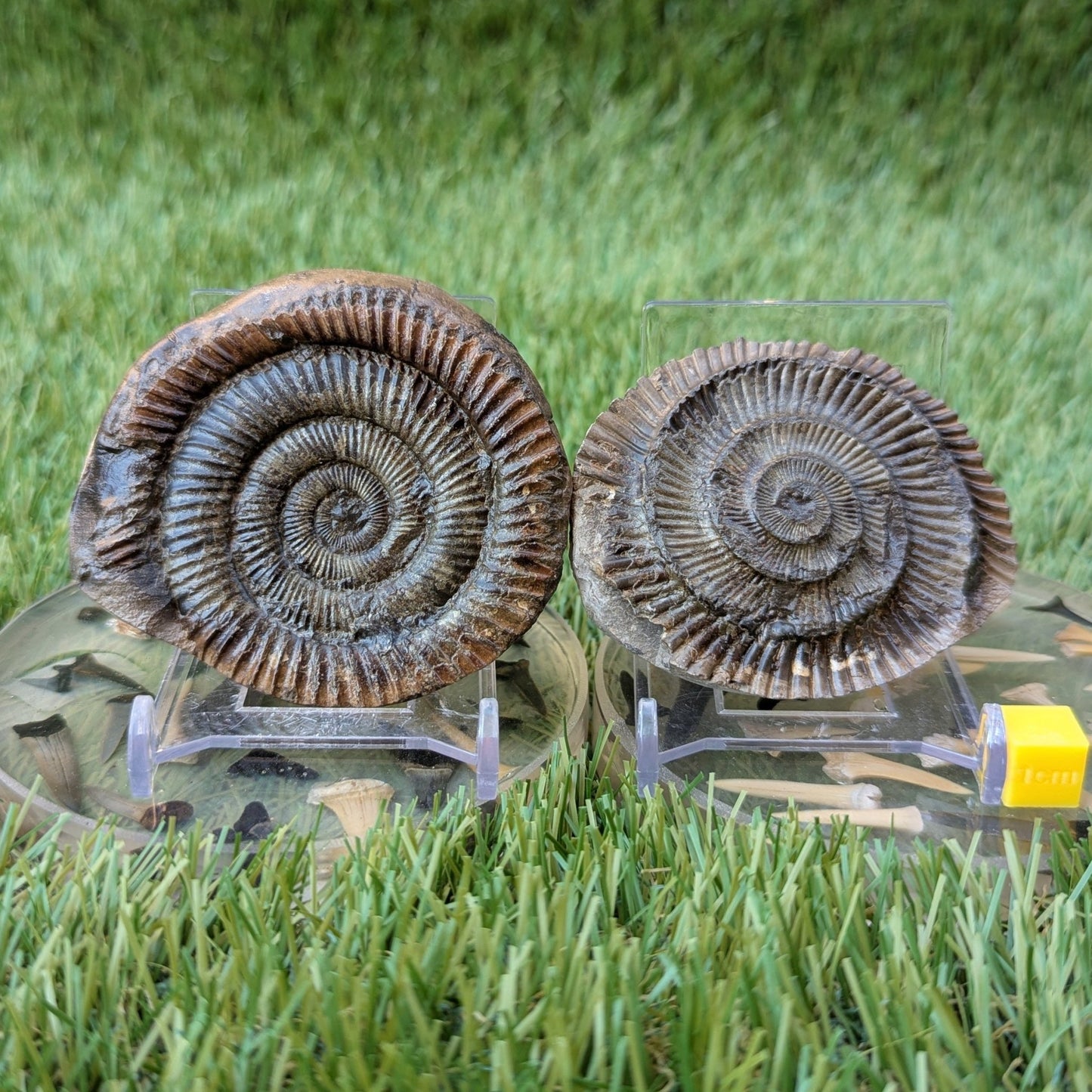 Dactylioceras ammonite fossil split pair - North Yorkshire Fossils