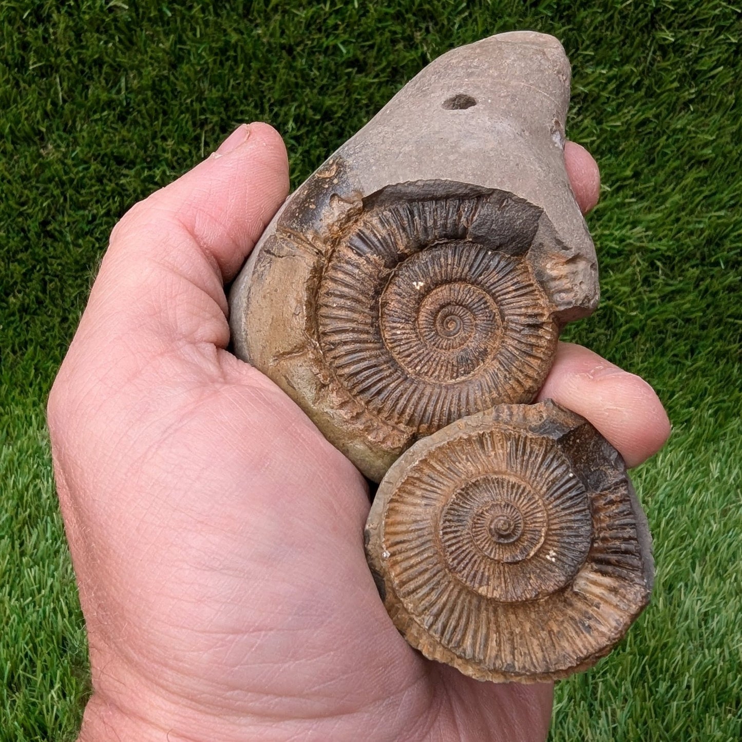 Dactylioceras ammonite fossil split pair - North Yorkshire Fossils