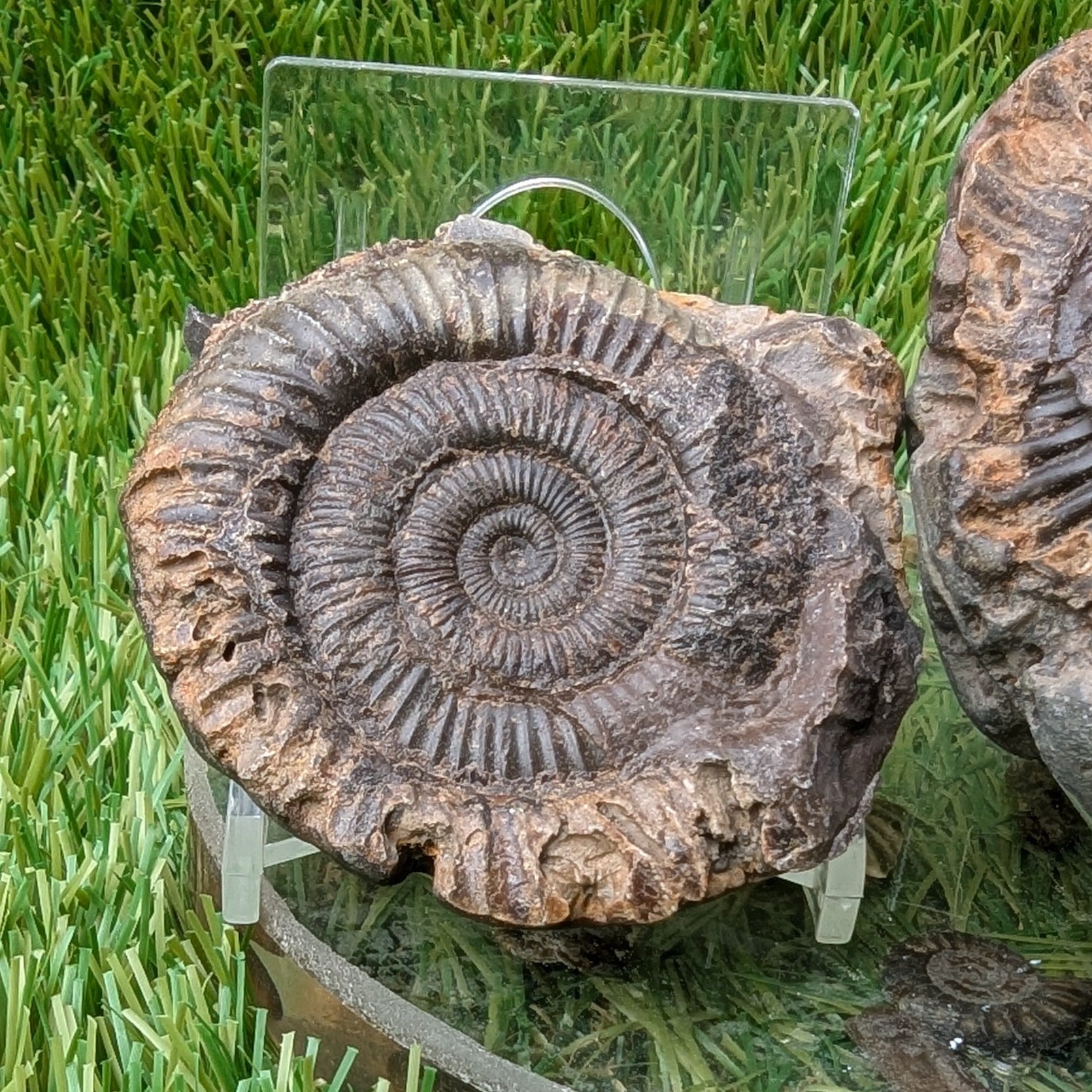Dactylioceras ammonite fossil split pair - North Yorkshire Fossils